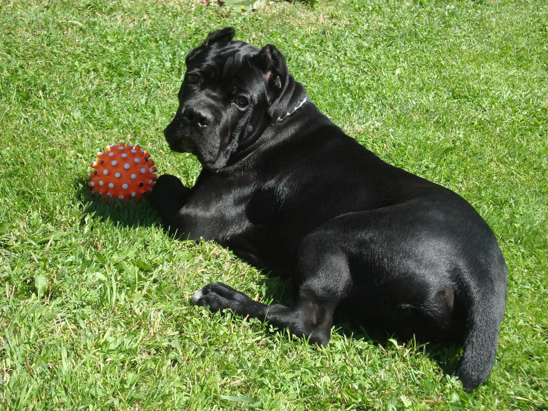 Cane Corso With A Ball Background