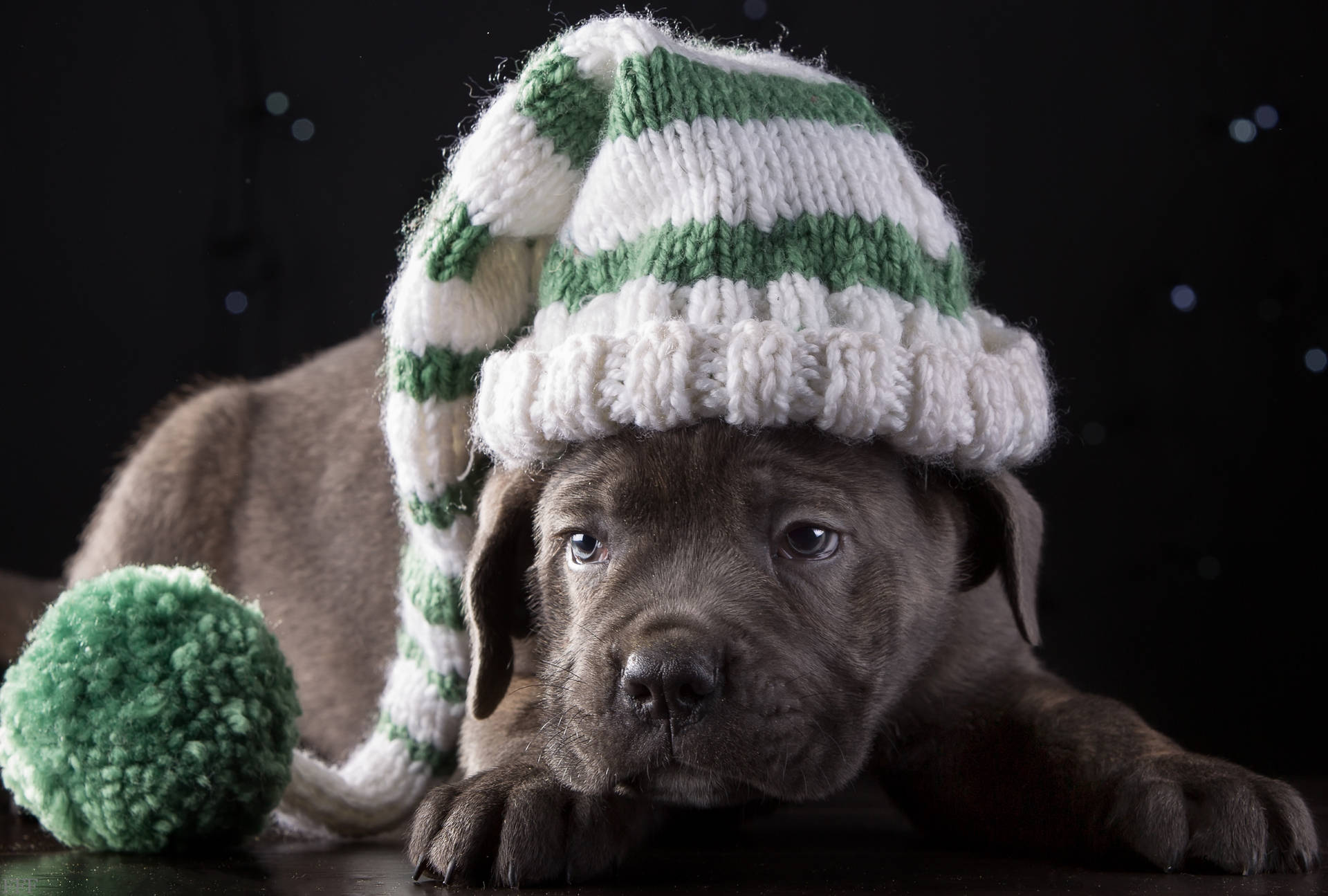 Cane Corso With A Beanie Background