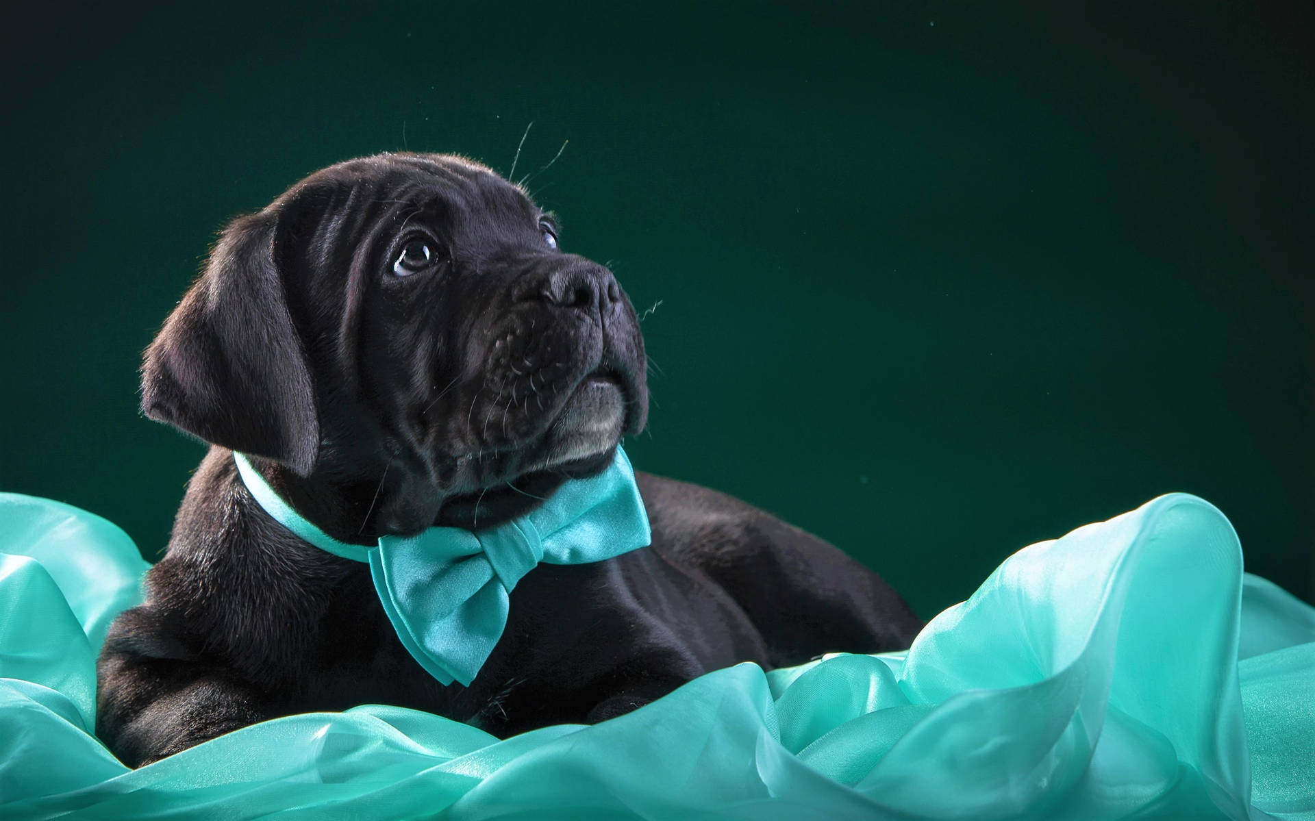 Cane Corso With A Bow Tie Background