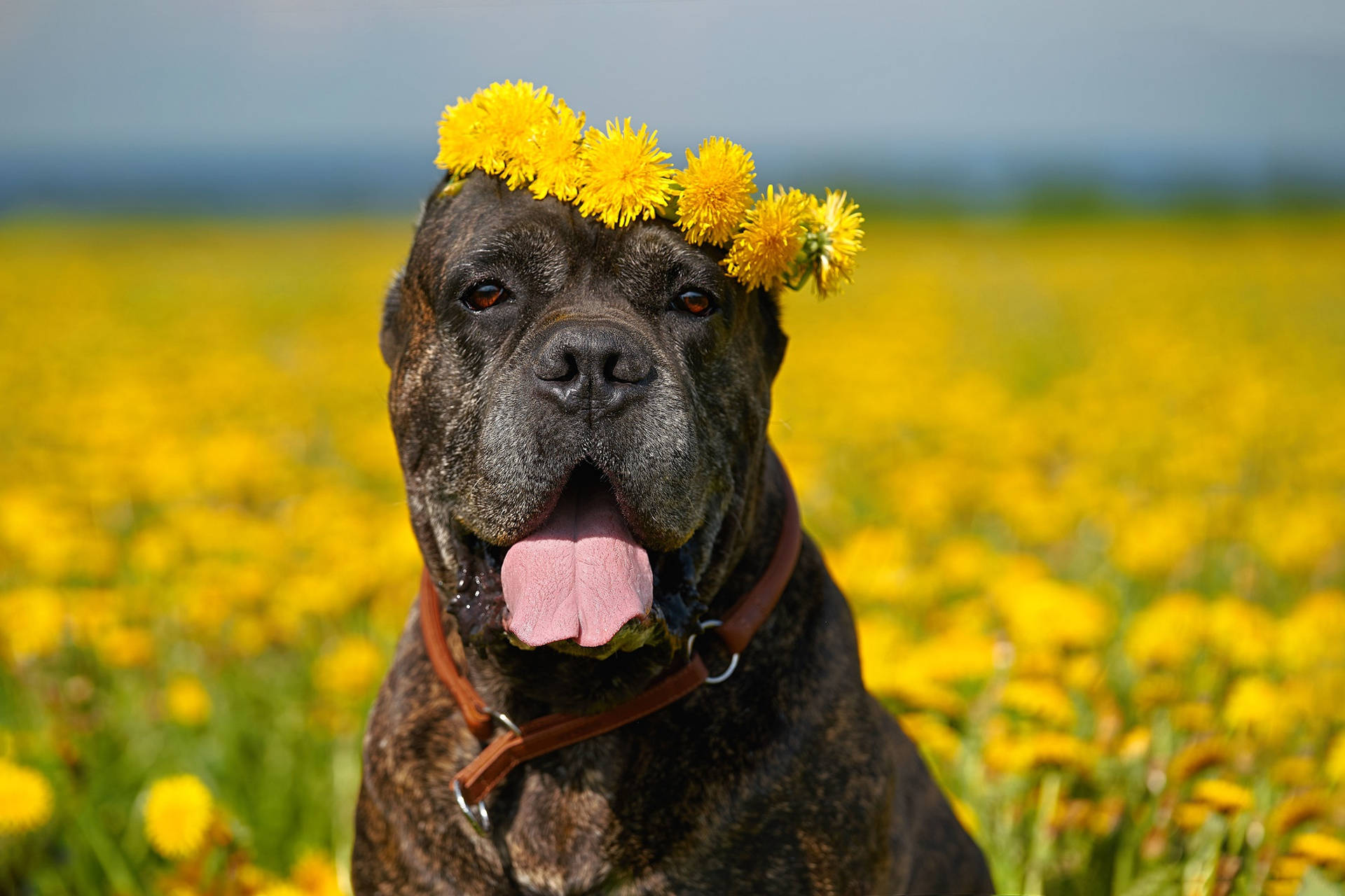 Cane Corso With A Sunflower Crown Background