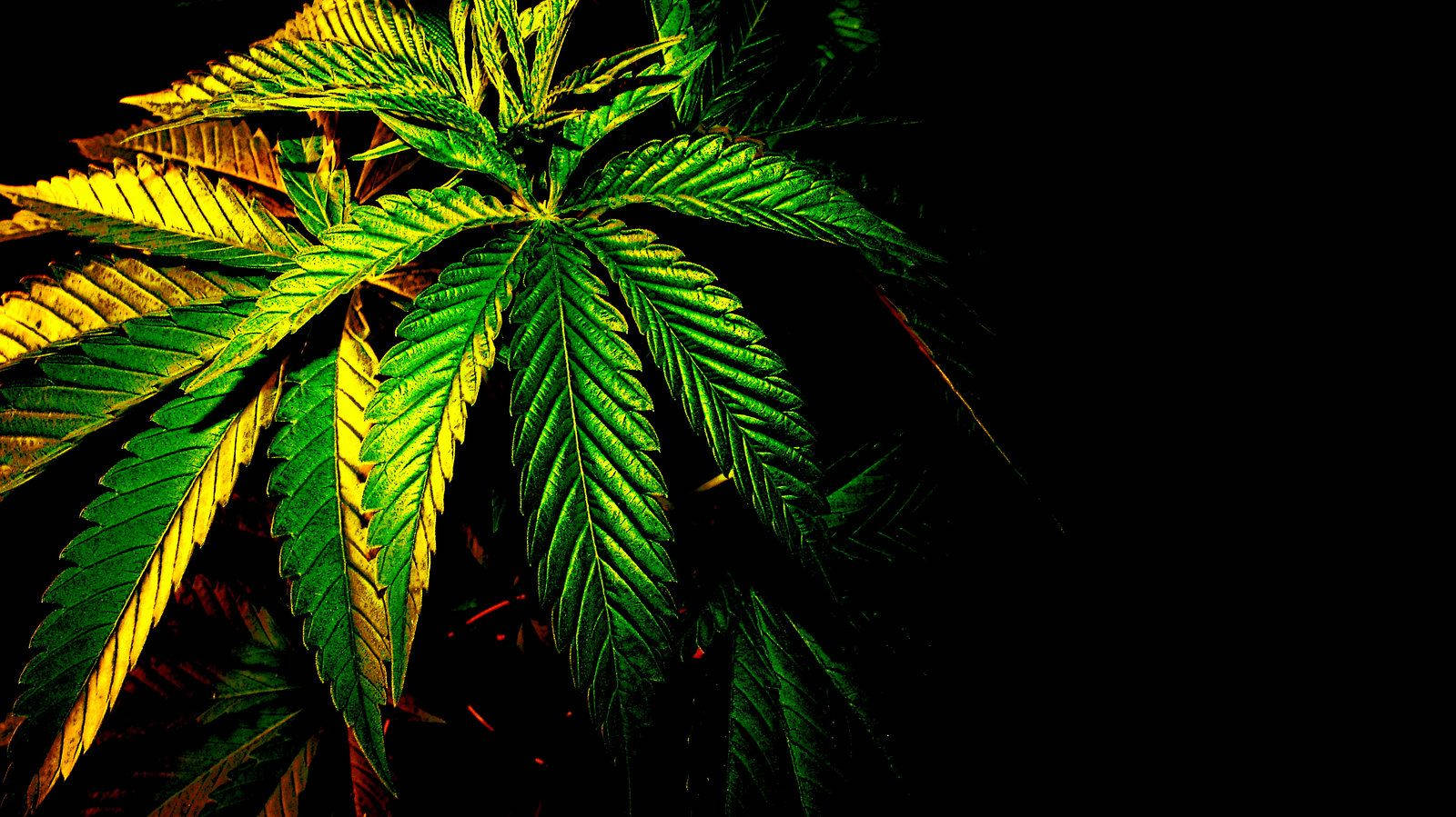 Cannabis In The Dark Background