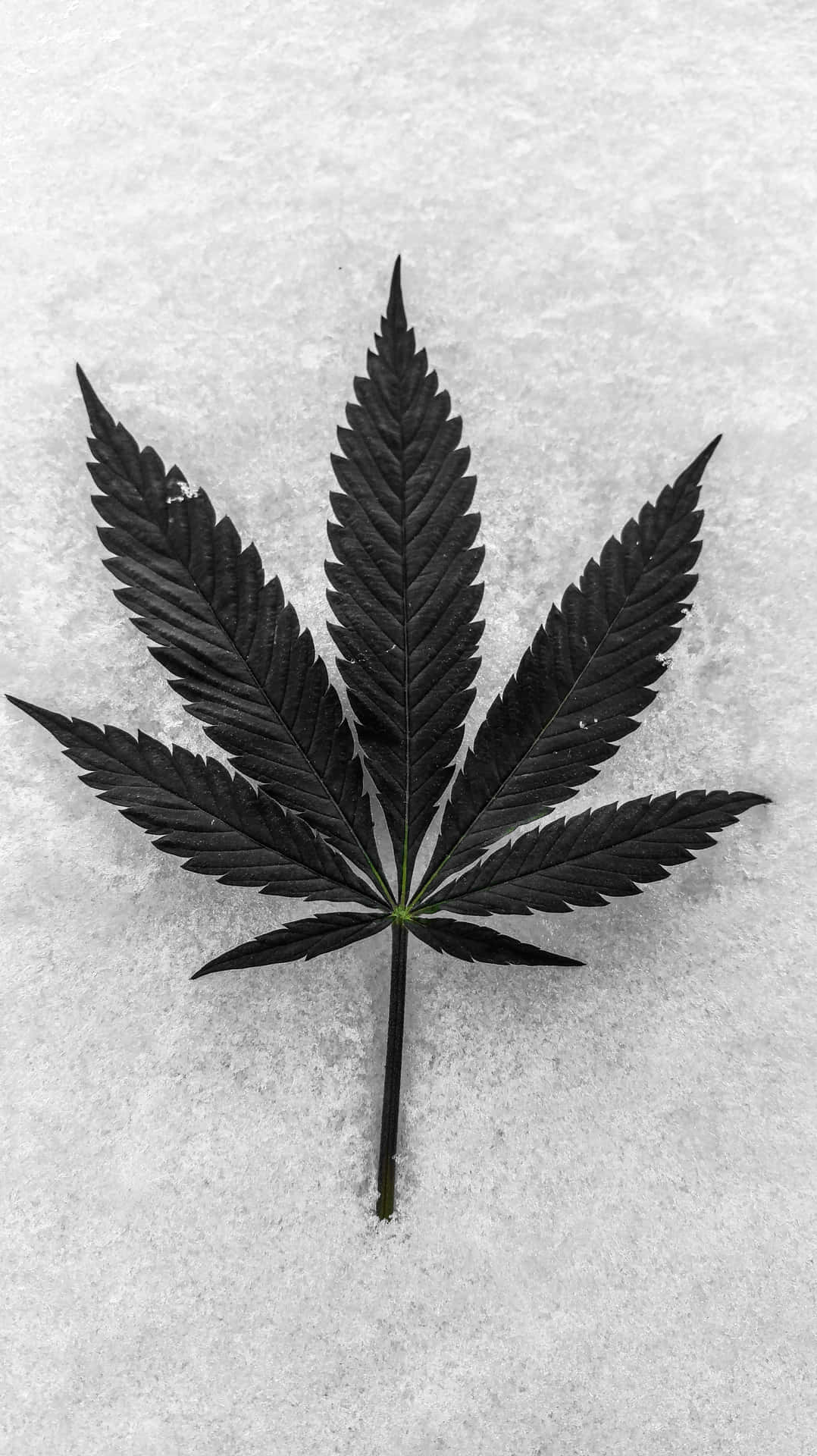 Cannabis Leaf On An Icy Surface Background