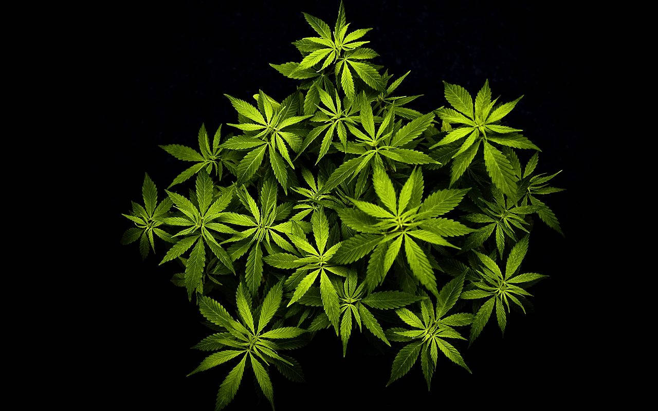 Cannabis Leaves On Dark Setting Background