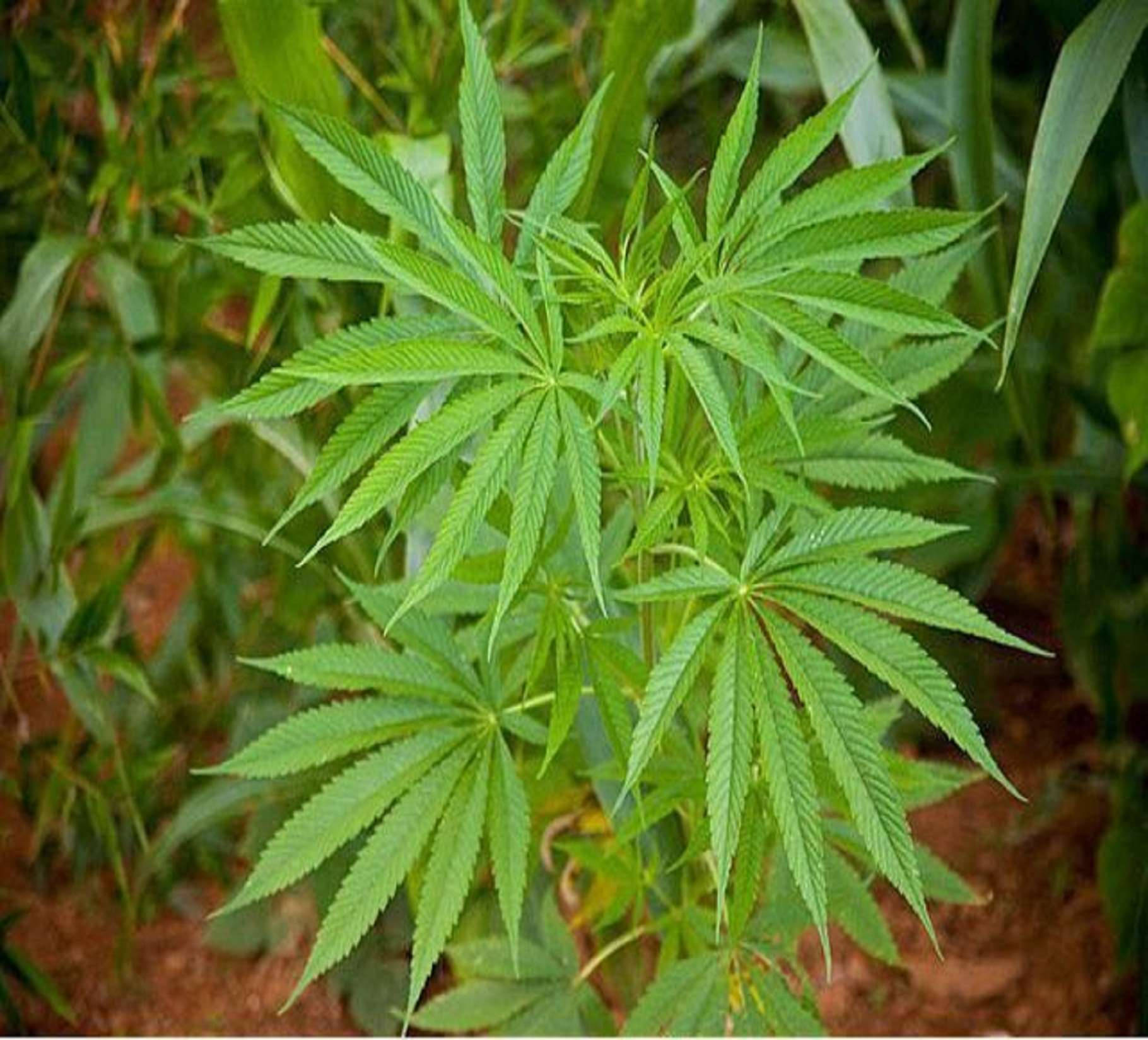 Cannabis Leaves Pile
