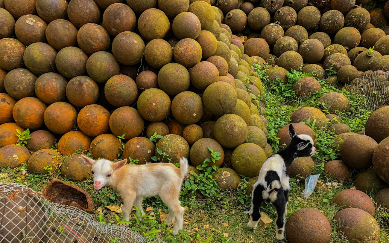 Cannonballs And Goats At Citadelle Laferriere Background