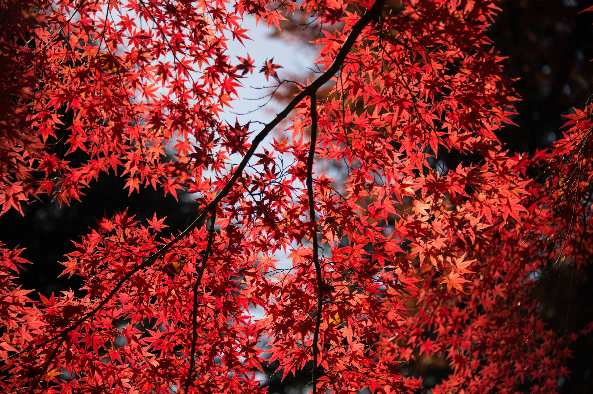 Canopy Of Maples Leaves Background