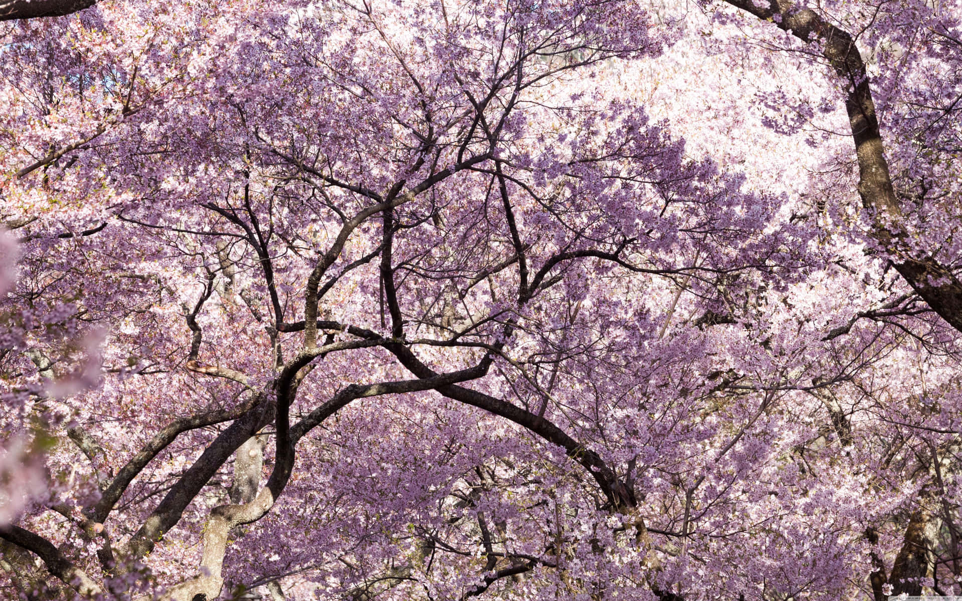 Canopy Of Multiple Pink Trees