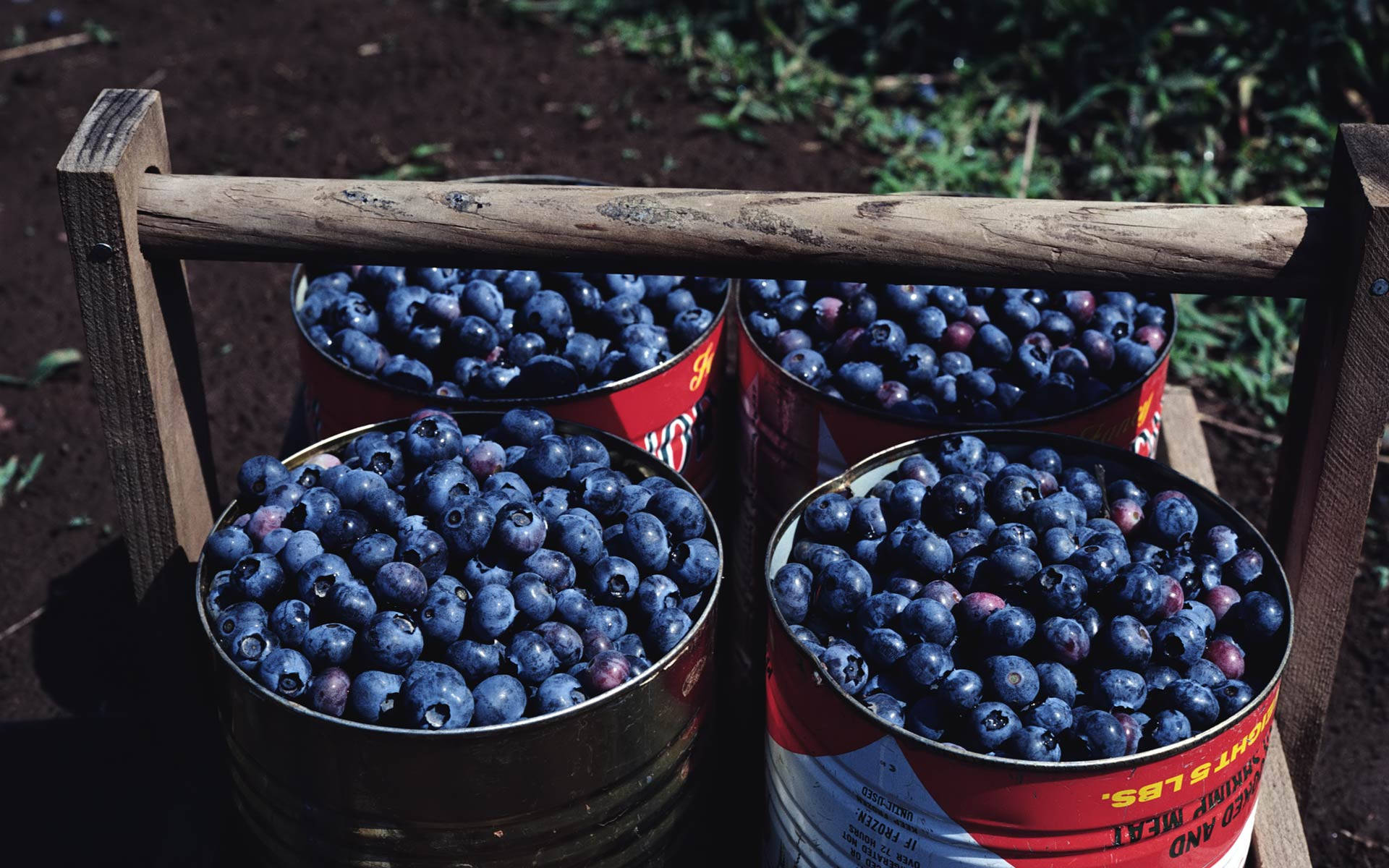 Cans Of Blueberries