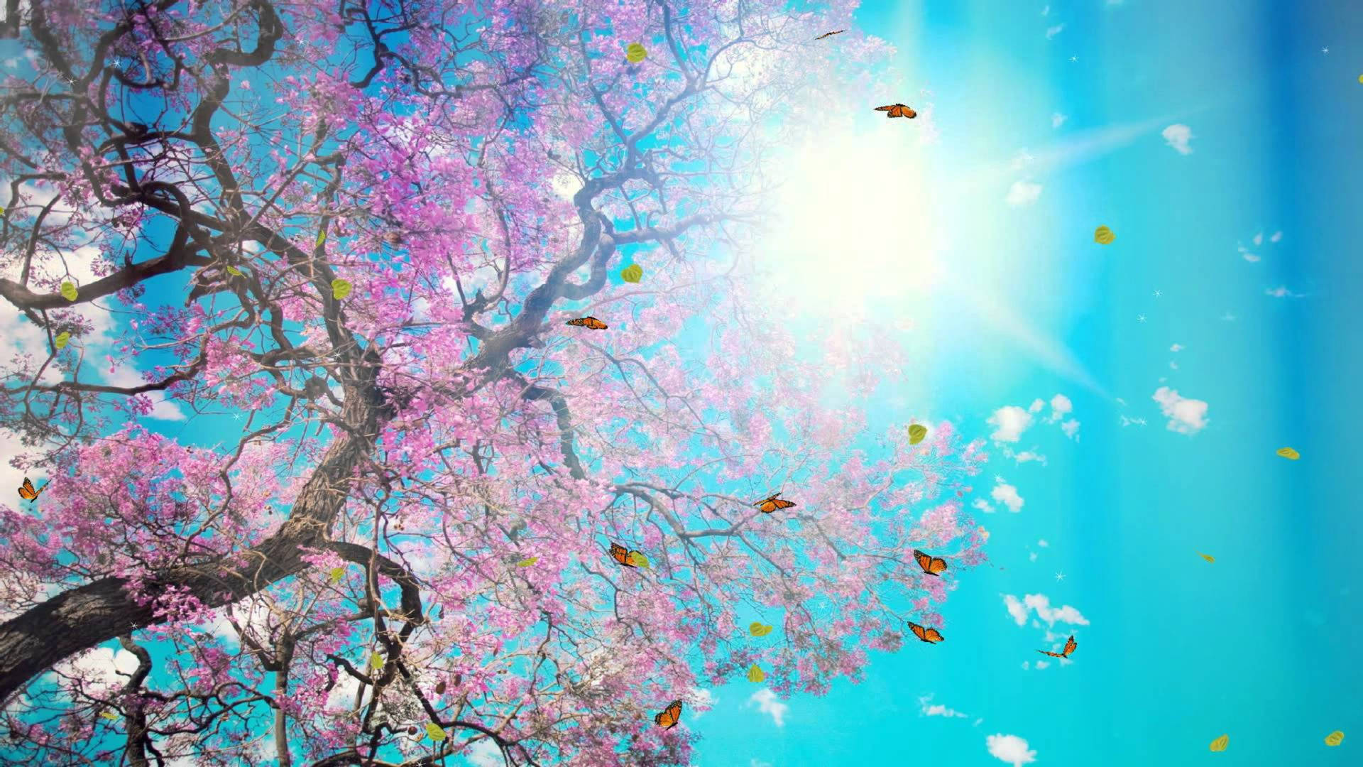 Canva Sakura Sunlight Background