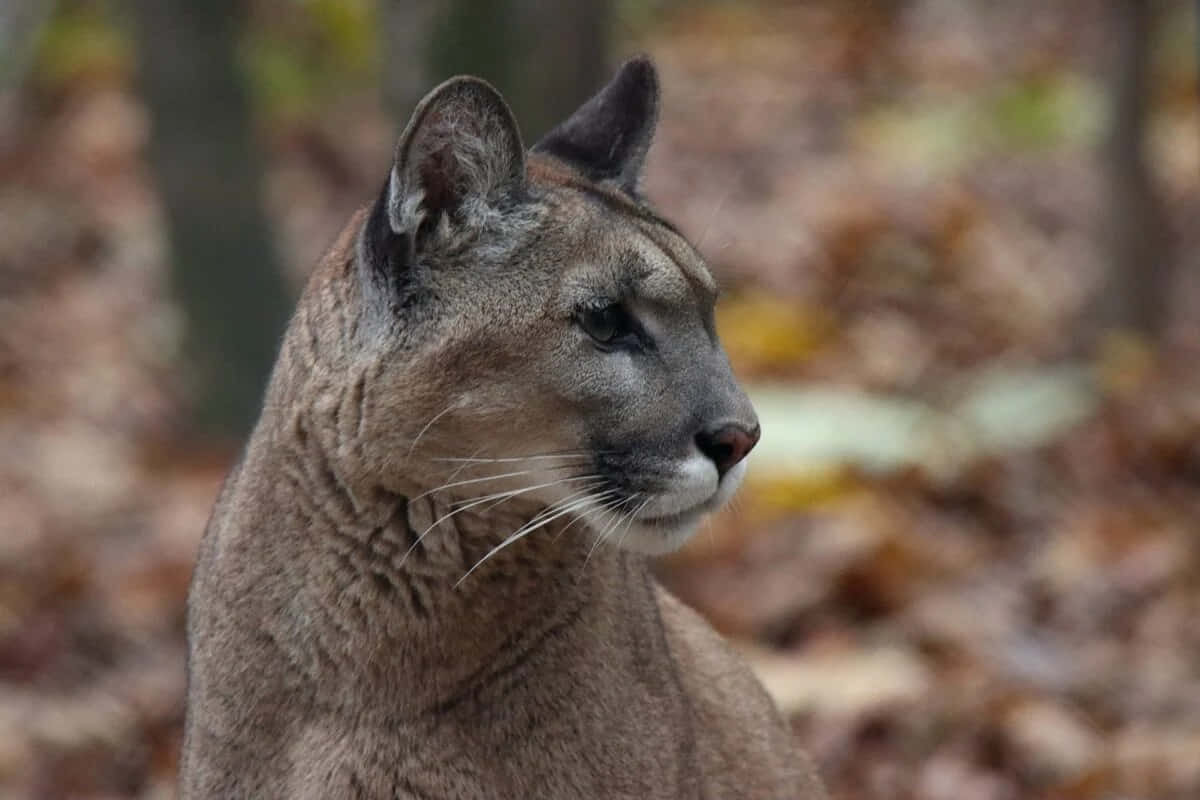 Capacious View Of A Majestic Cougar Background