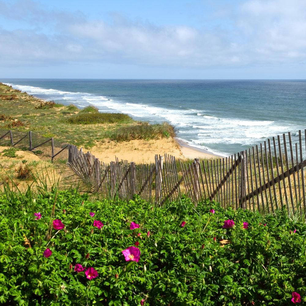 Cape Cod Flowers By The Fence Background