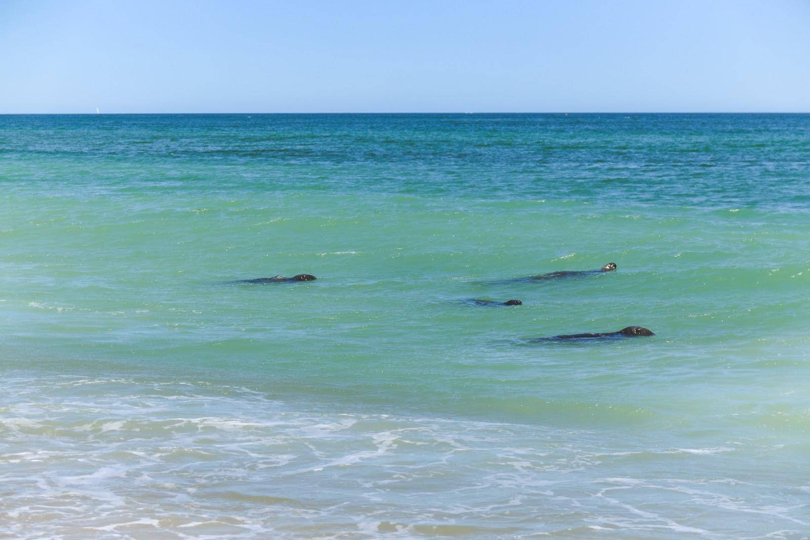 Cape Cod Seals At Sea Background