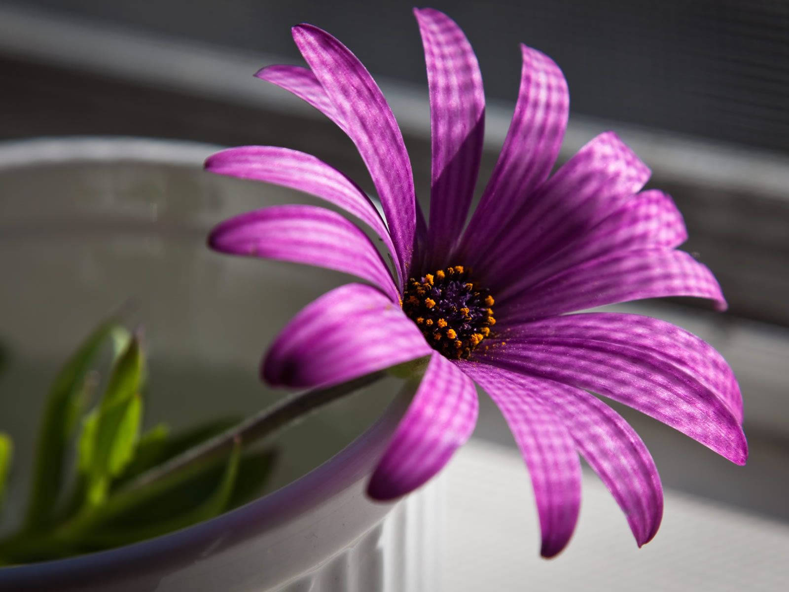 Cape Marguerite Purple Flower Shadows