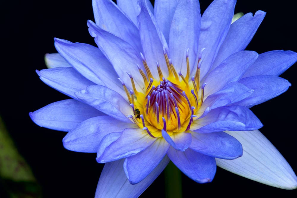 Cape Water Lily Background
