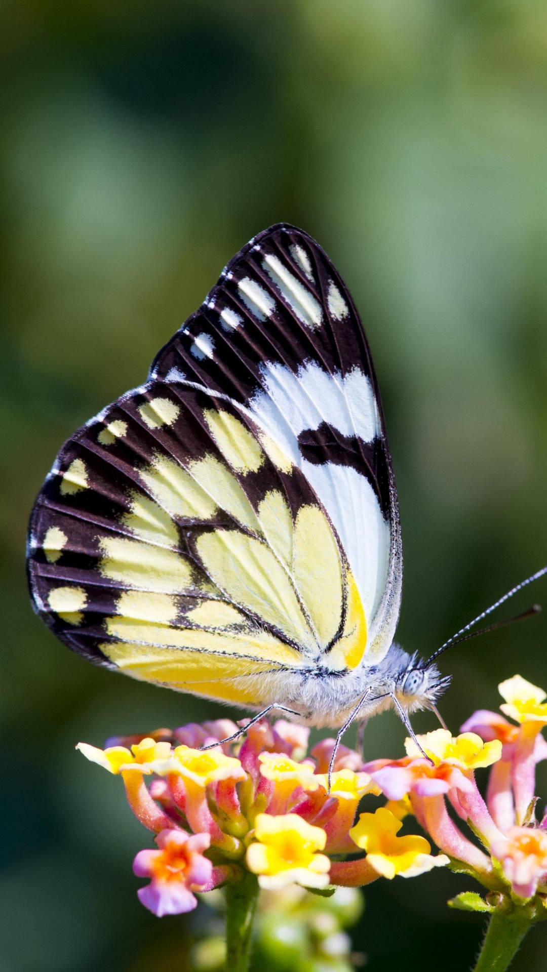 Caper White Butterfly On Flower