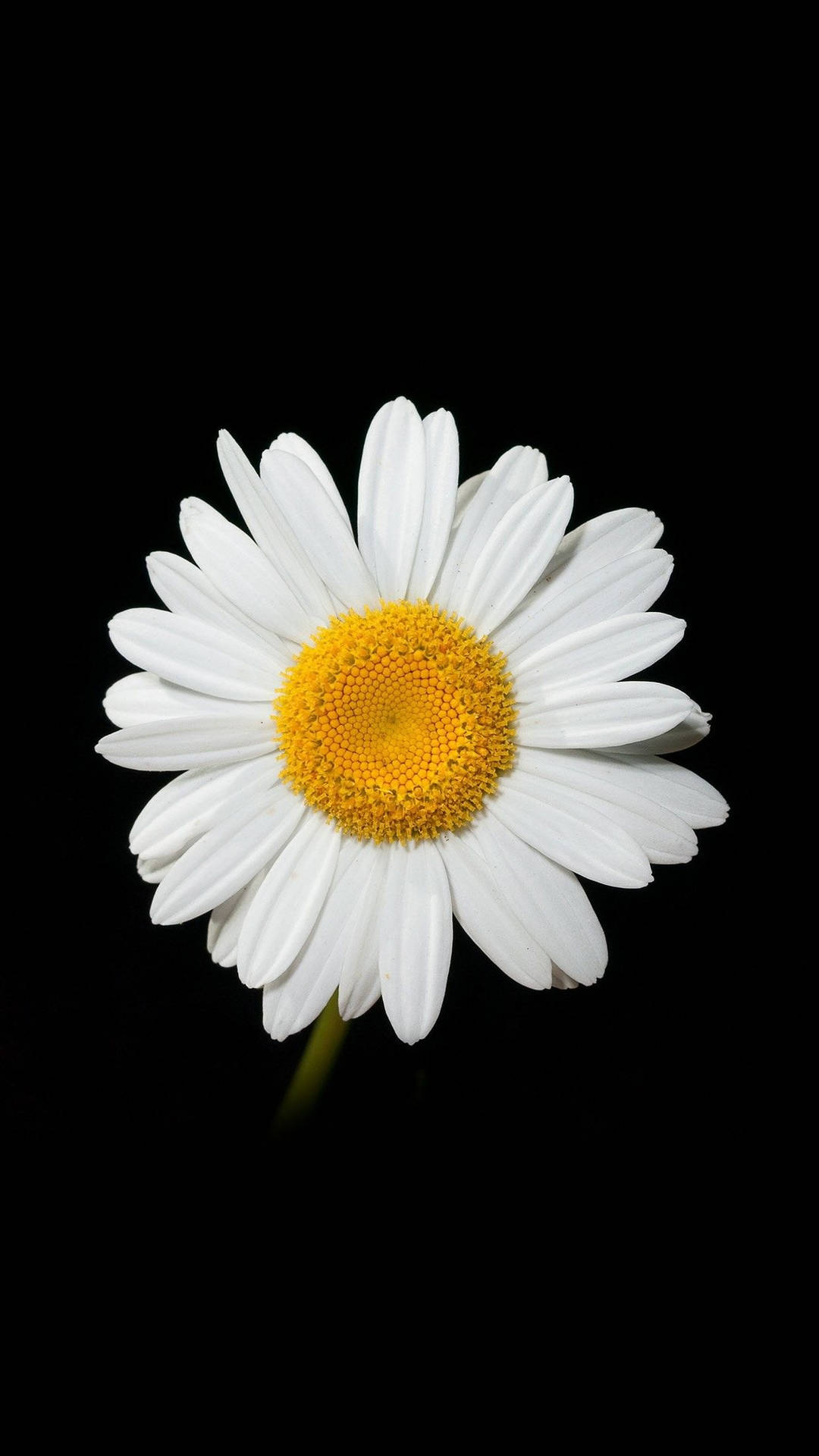 Caption: A Aesthetic White Daisy On Black Background For Phone Wallpaper Background