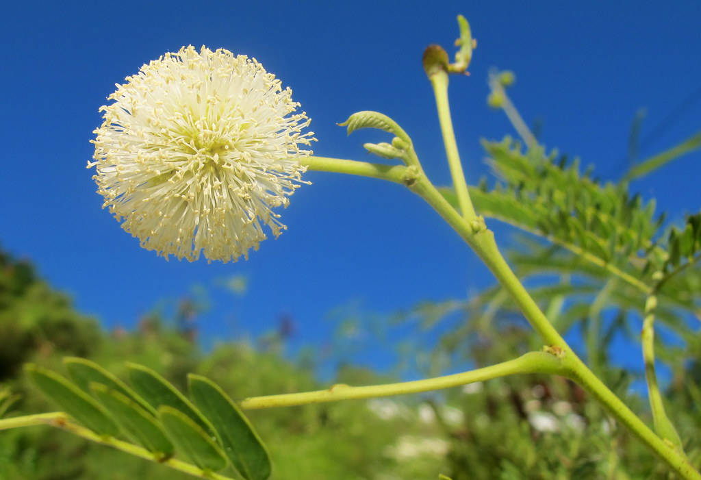 Caption: A Beautiful Scene Of Yellow Mimosa Flowers Under A Dazzling Blue Sky Background