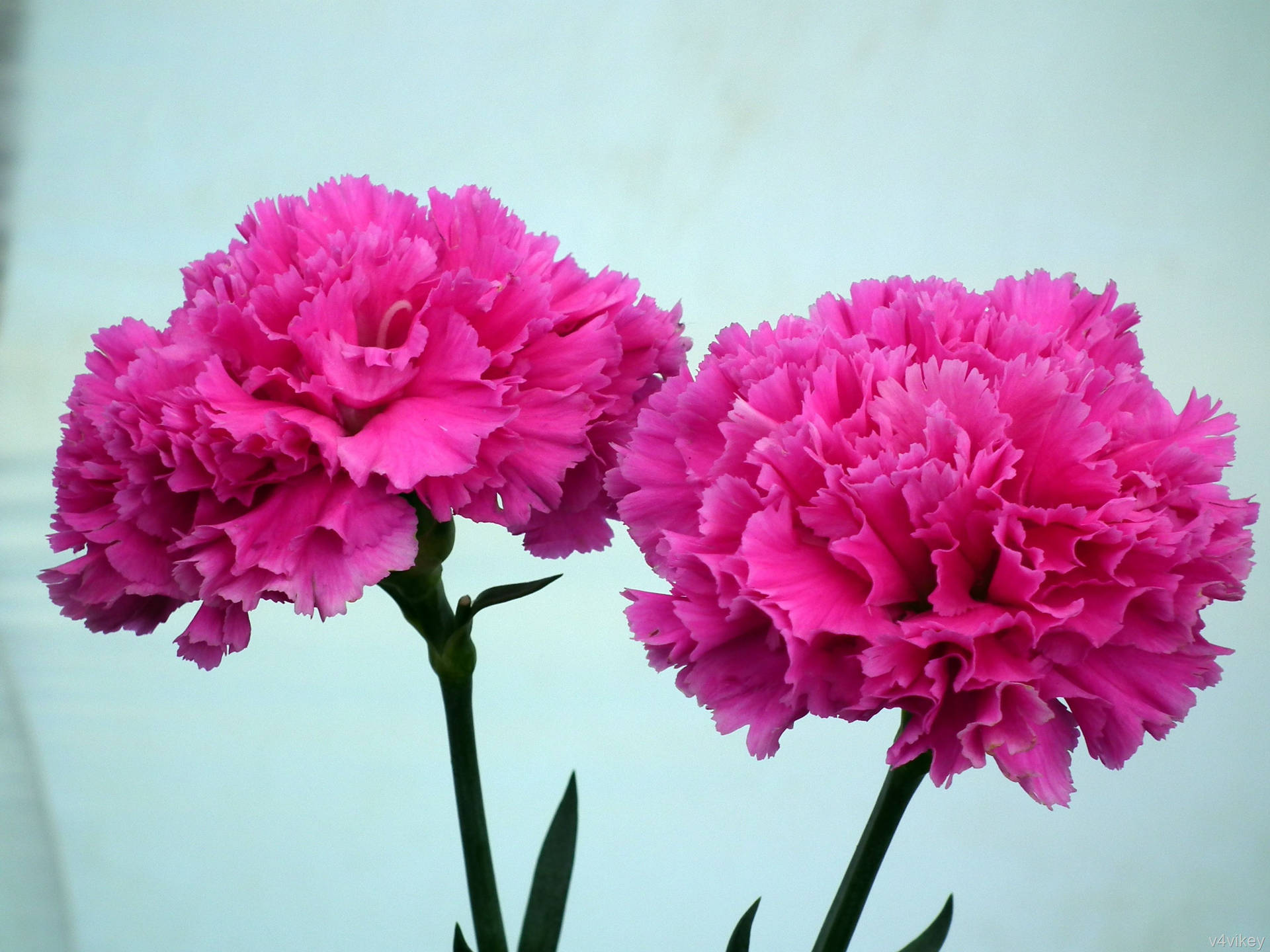 Caption: A Bouquet Of Vibrant Hot Pink Carnations