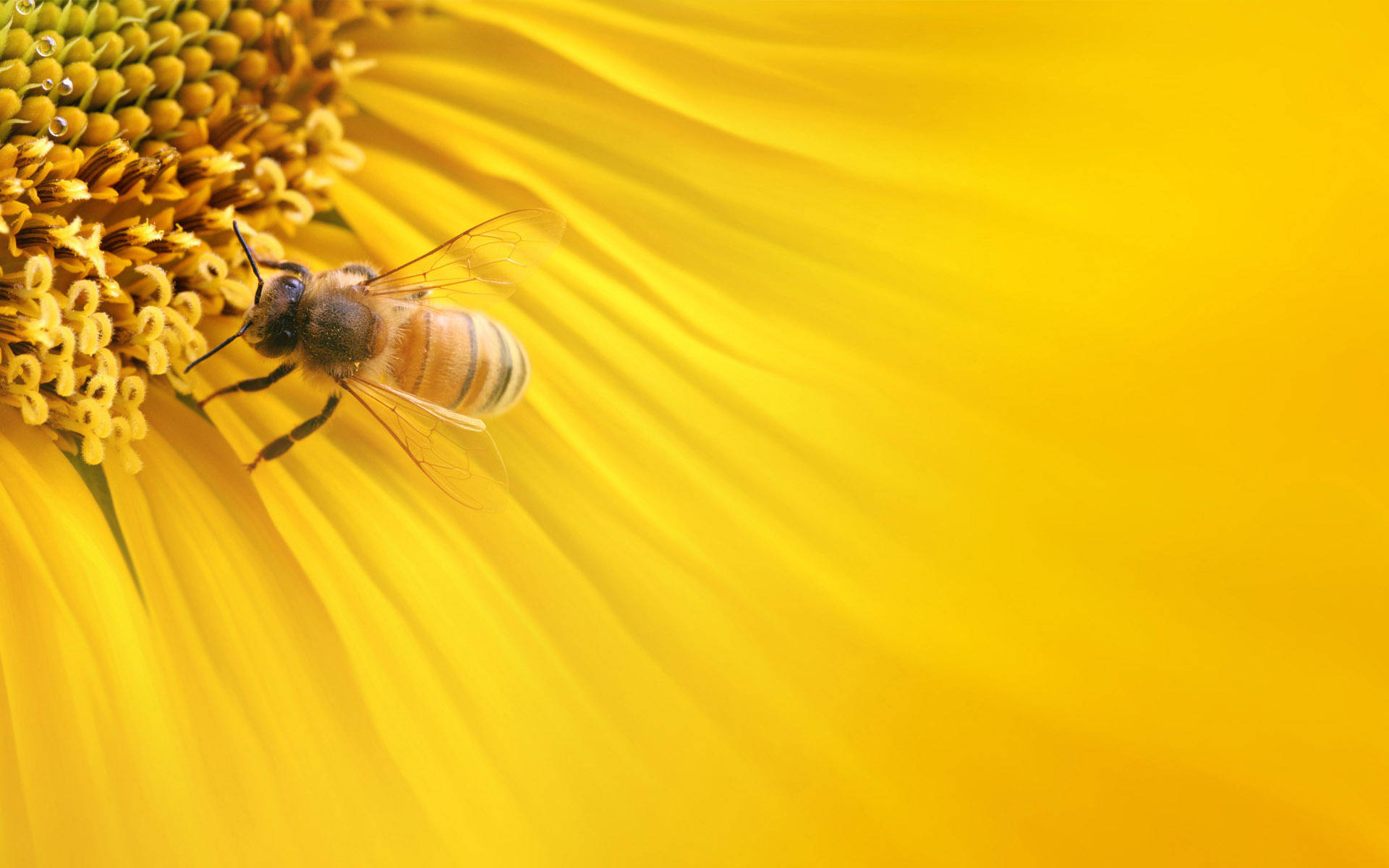 Caption: A Busy Bee Gathering Honey From Blooming Flowers Background