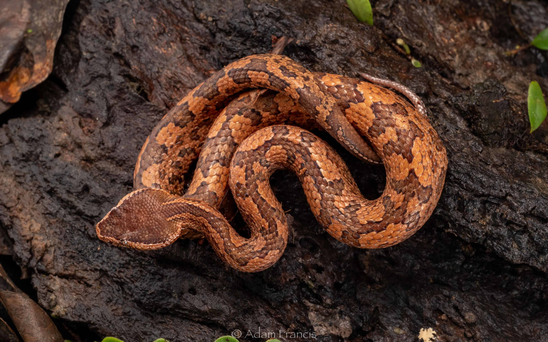 Caption: A Captivating Mountain Viper In Its Natural Habitat Background