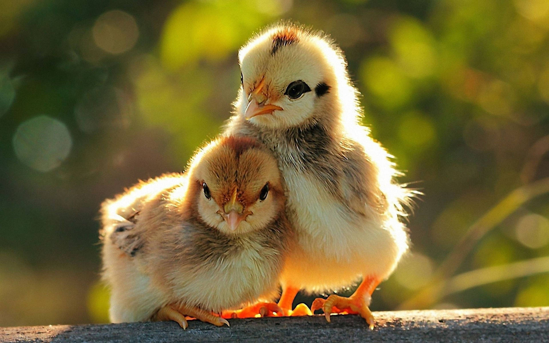 Caption: A Charming Chick In Soft Focus Light Background