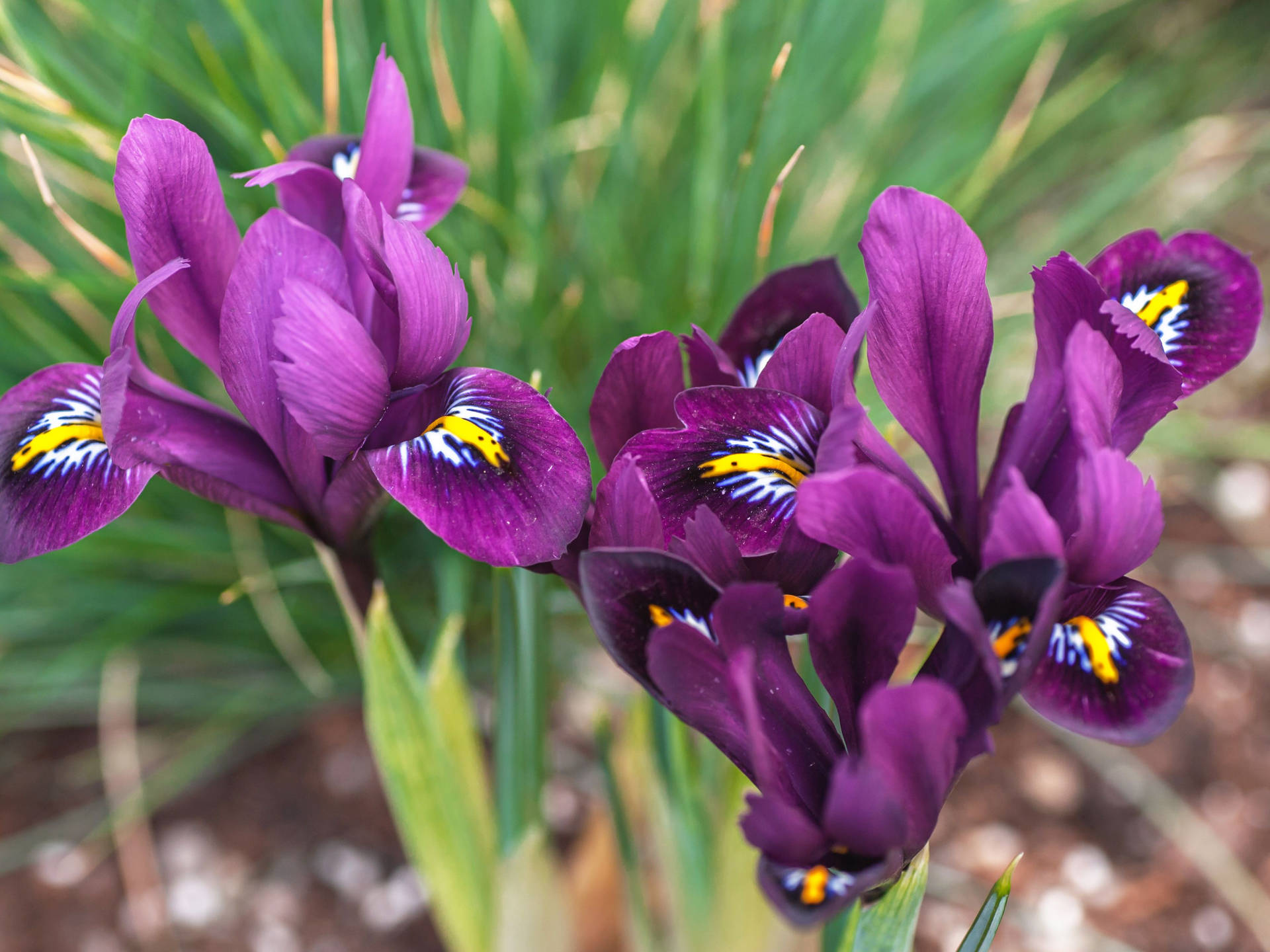 Caption: A Close-up Image Of The Elegant Iris Reticulata Flower