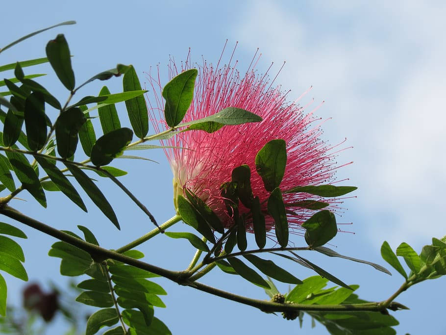Caption: A Cluster Of Vibrant Mimosa Flowers Against A Luscious Greenery Background