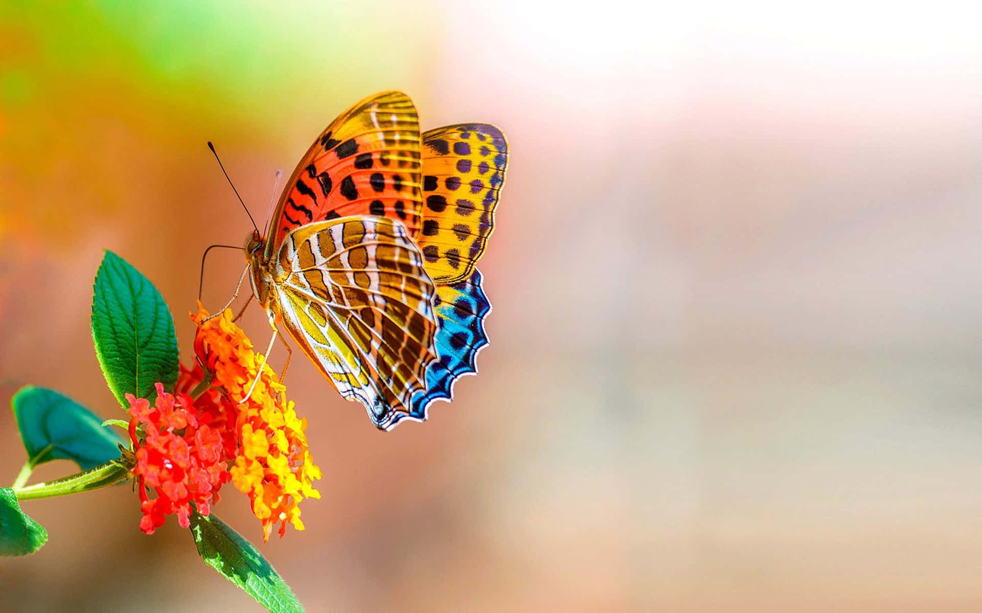 Caption: A Detailed Shot Of A White Butterfly Resting On A Flower Background