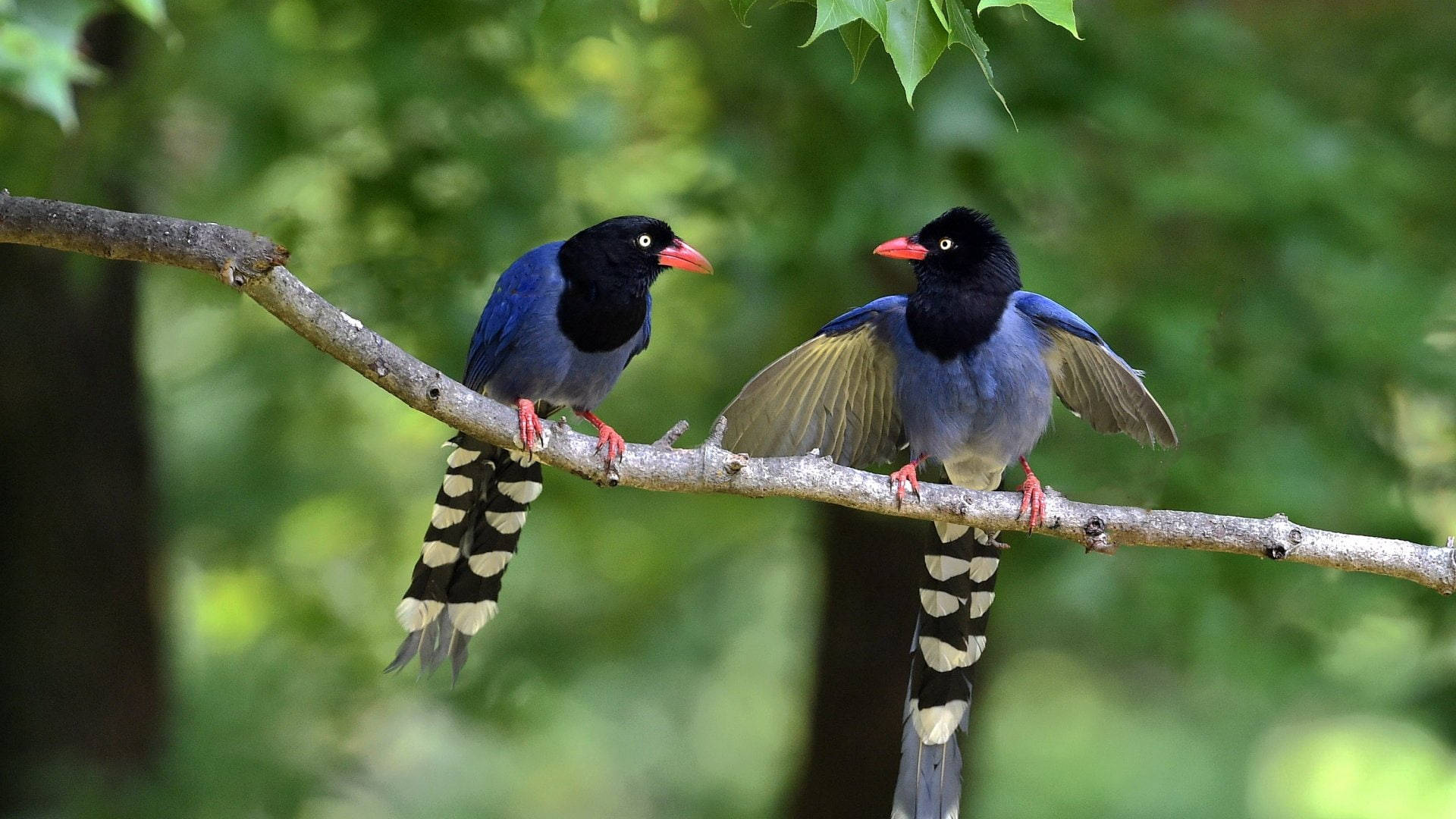 Caption: A Glimpse Of Native Birds In Taiwan Background