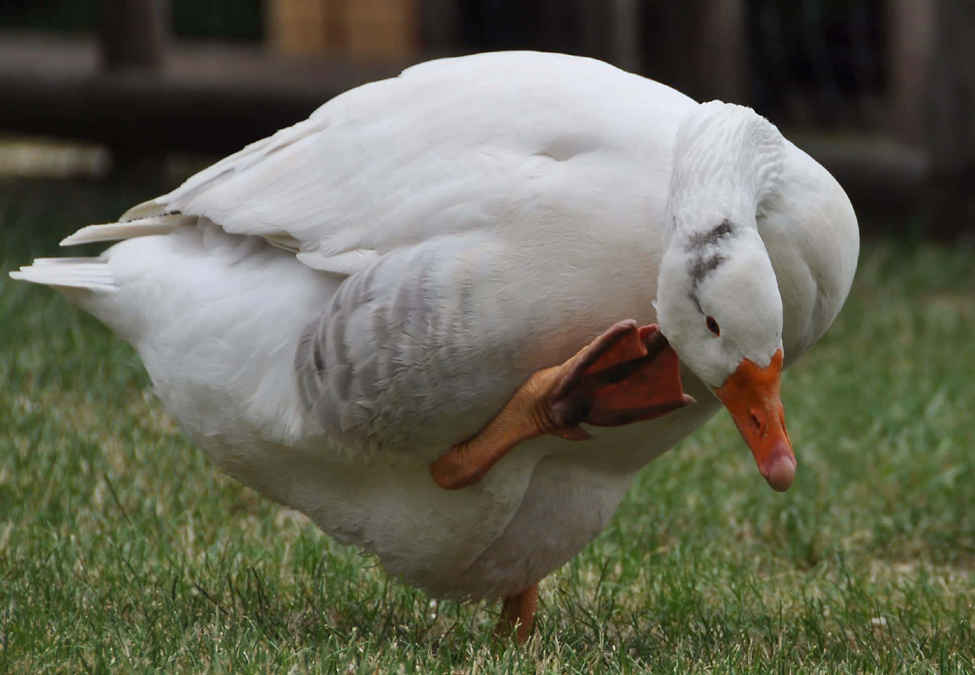 Caption: A Goose Enjoying The Day Background