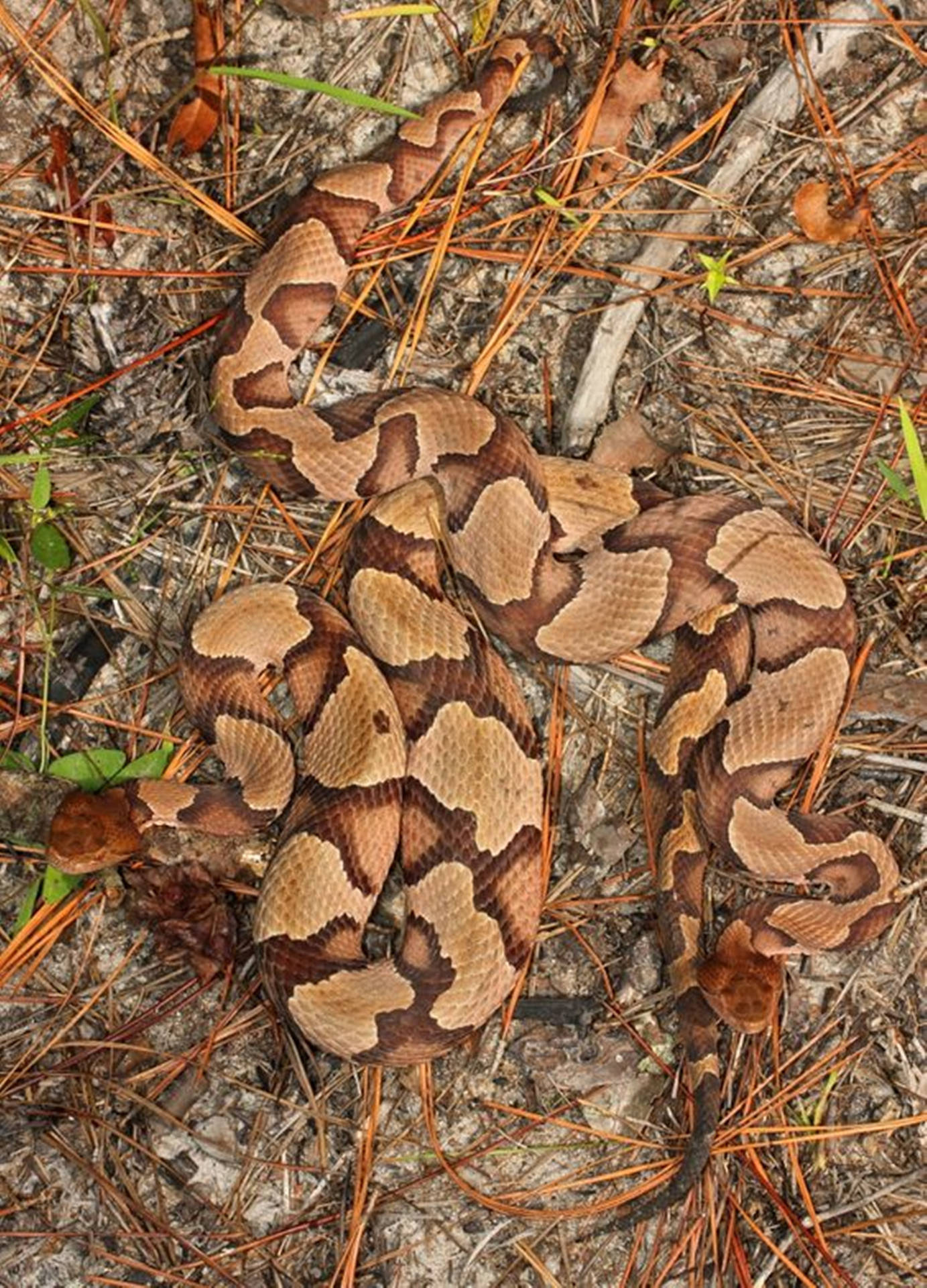 Caption: A Hidden Danger: Copperhead Snake Camouflaged On The Forest Floor Background