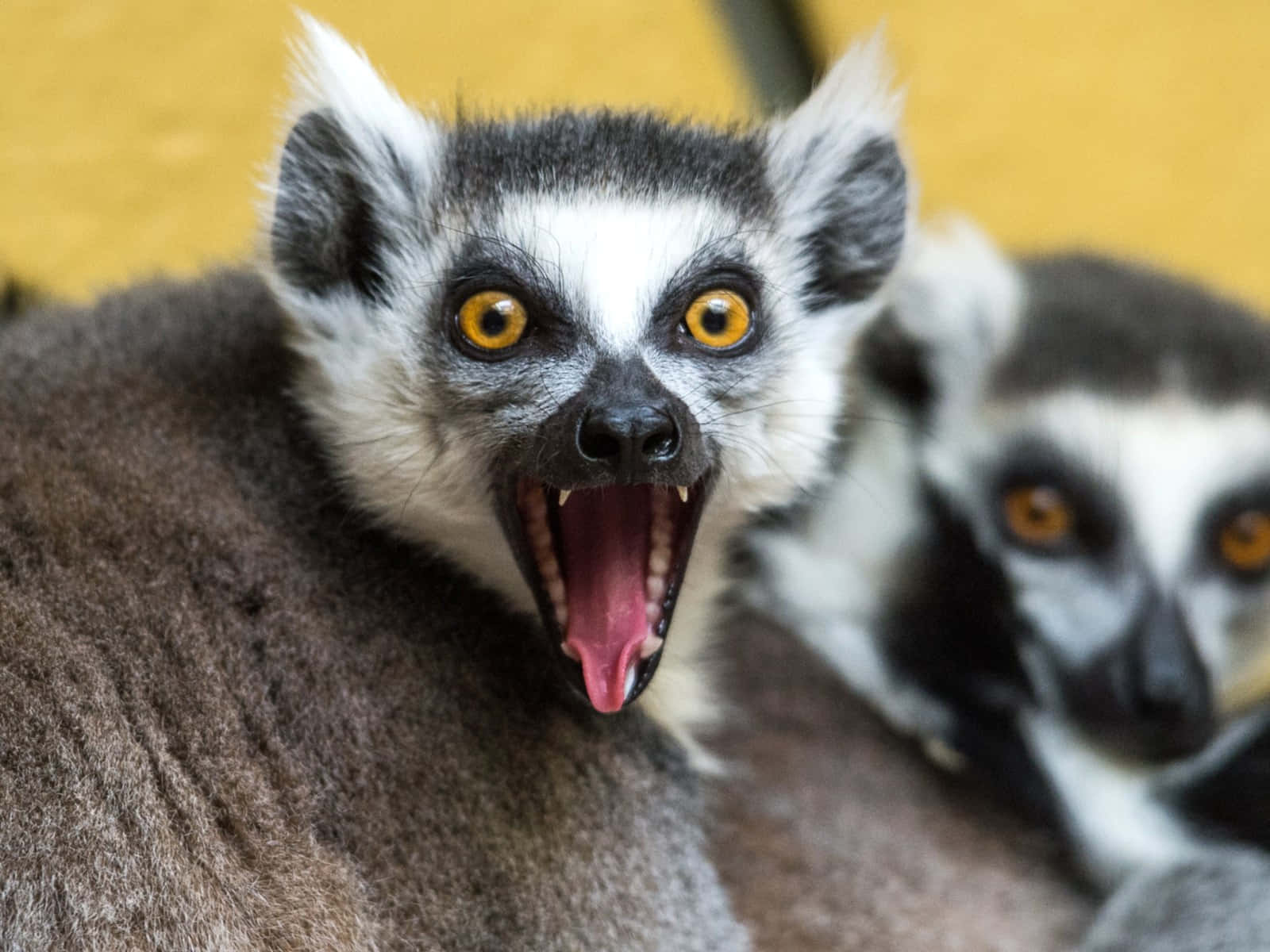 Caption: A Lemur Perched On A Tree Branch While Calmly Surveying Its Forest Home. Background