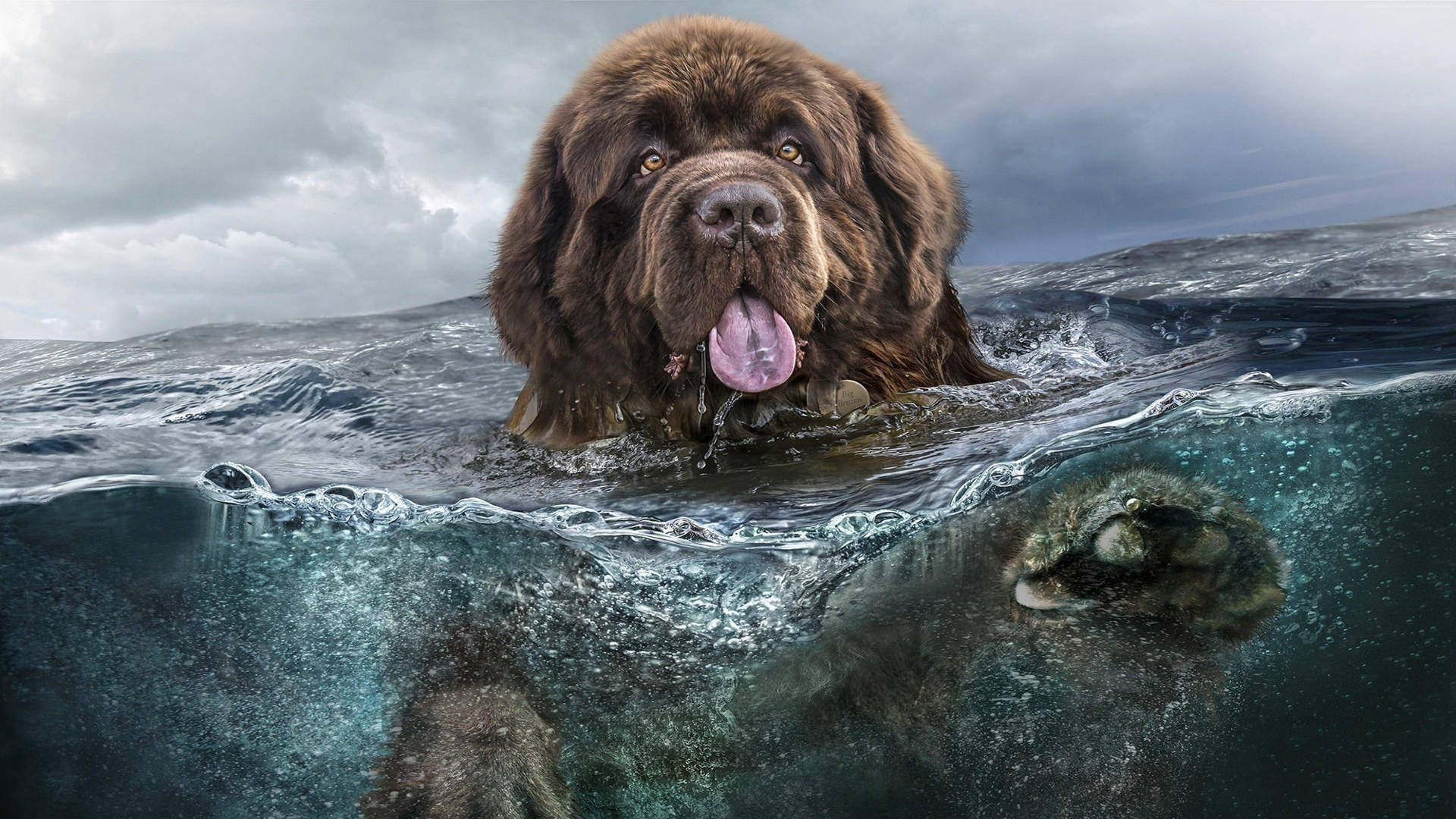 Caption: A Majestic Big Dog Enjoying A Swim Background