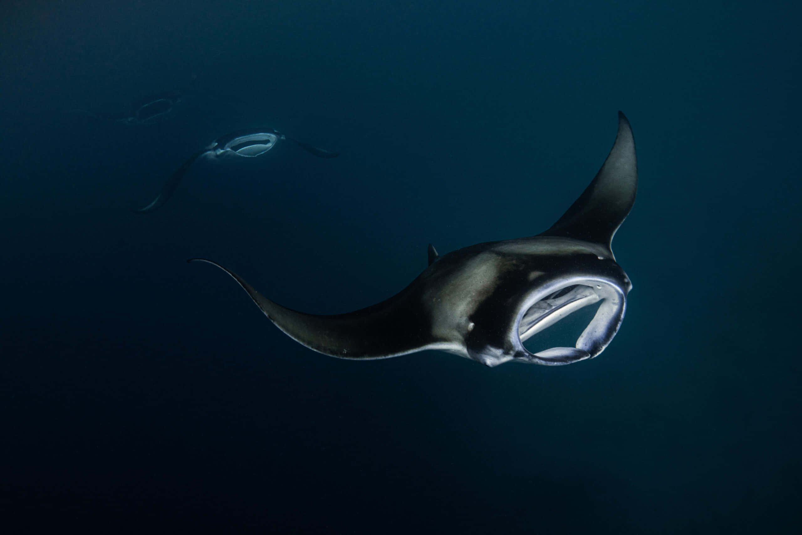 Caption: A Majestic Glide - Manta Ray In Deep Blue Sea Background