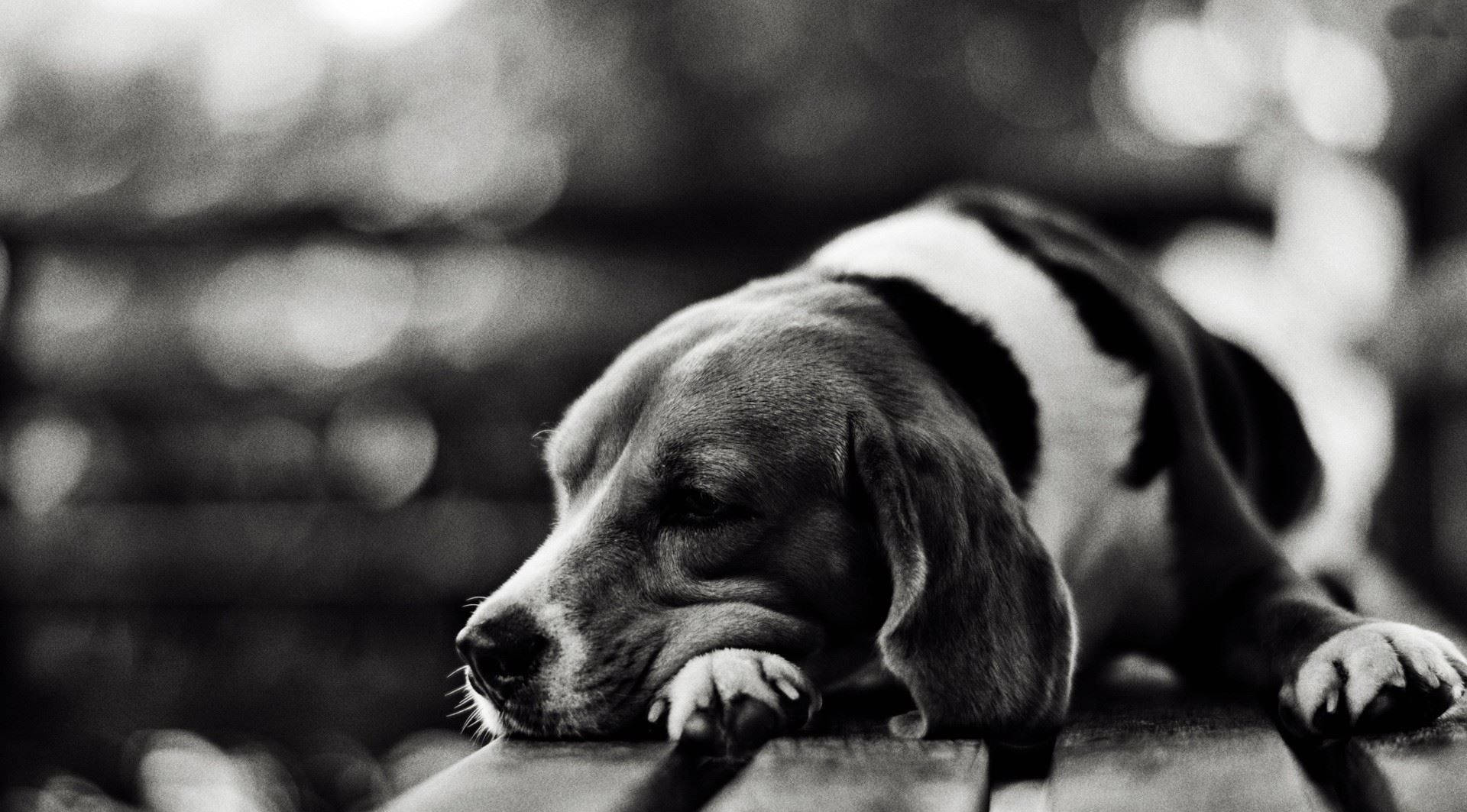 Caption: A Peaceful Black And White Dog Dozing Off On A Rustic Wooden Chair. Background