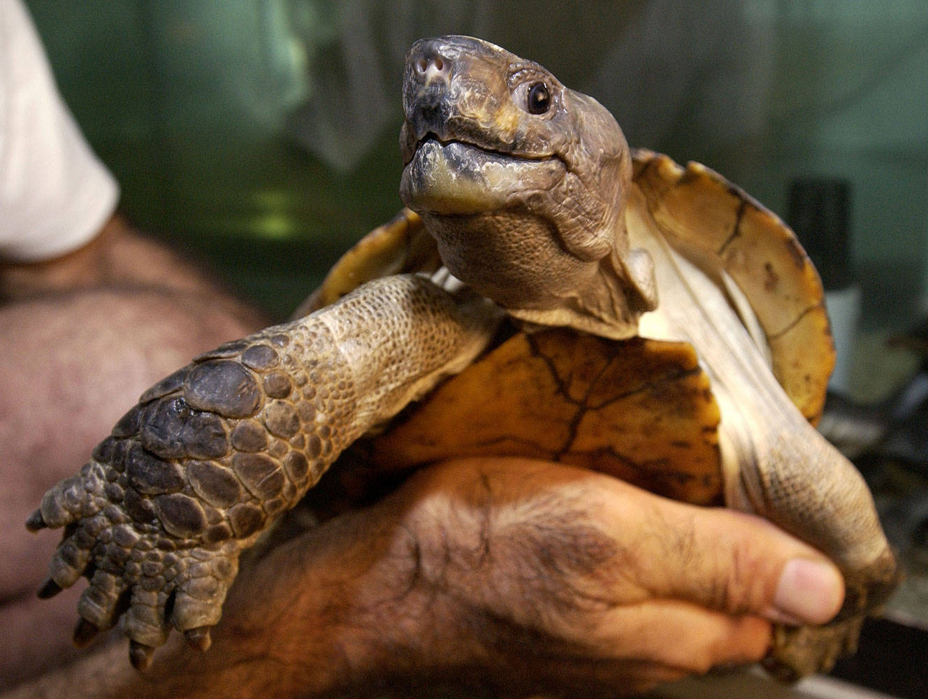 Caption: A Serene Snapshot Of The Arakan Forest Water Turtle Background