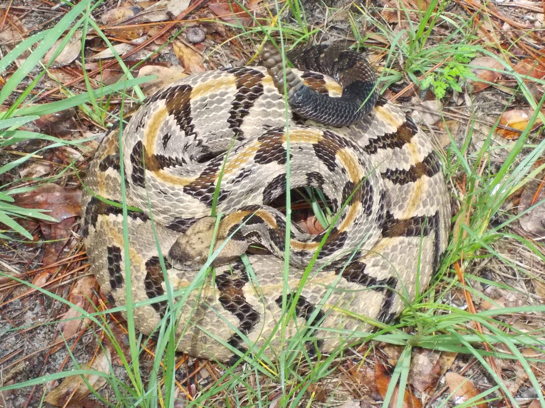 Caption: A Timber Rattler Snake Lying In Its Natural Habitat. Background