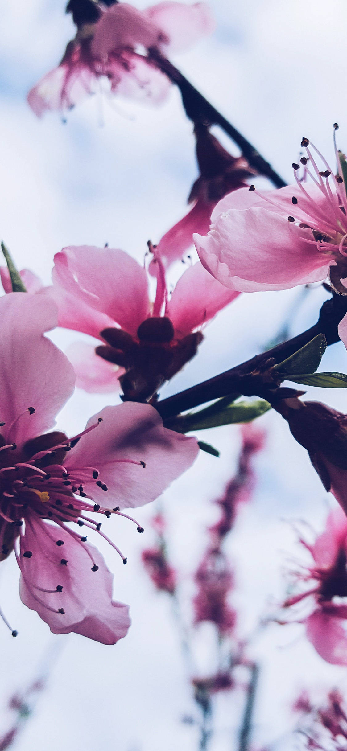 Caption: A Touch Of Elegance With Aesthetic Cherry Blossoms For Iphone X Background