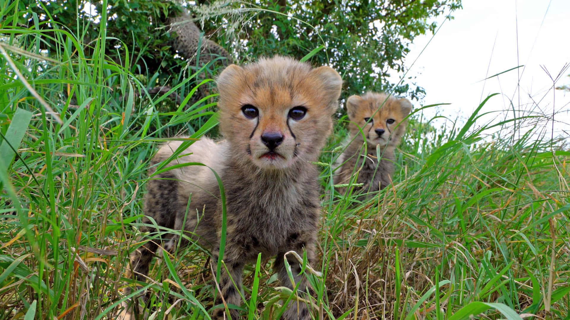 Caption: Adorable Baby Cheetahs Exploring The Serengeti National Park Background