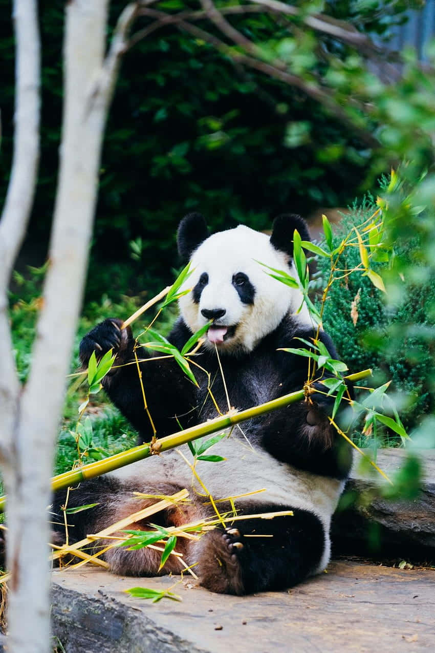Caption: Adorable Girly Cute Panda Blissfully Munching On Bamboo Background