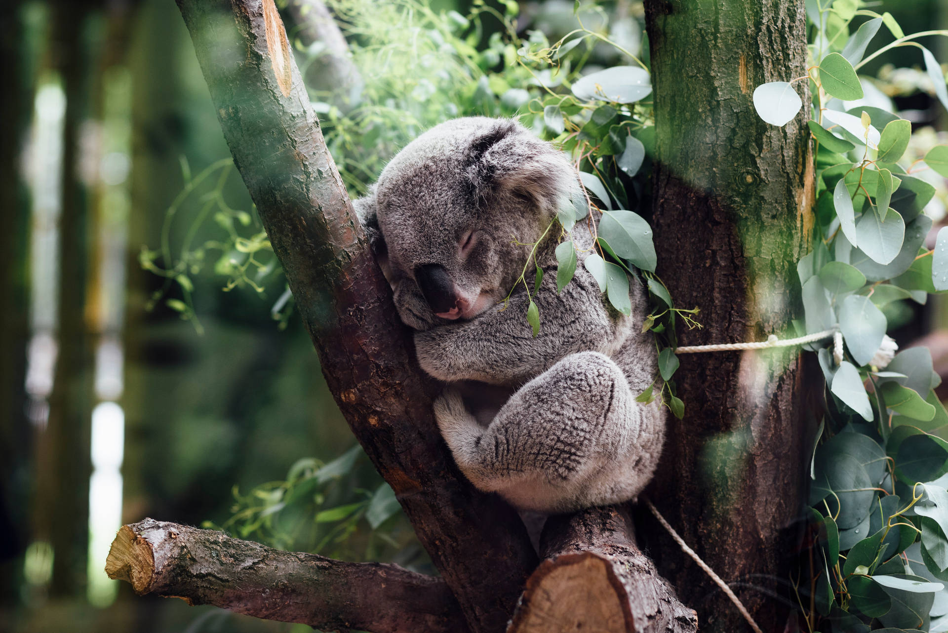 Caption: Adorable Koala Resting Comfortably On A Eucalyptus Branch Background