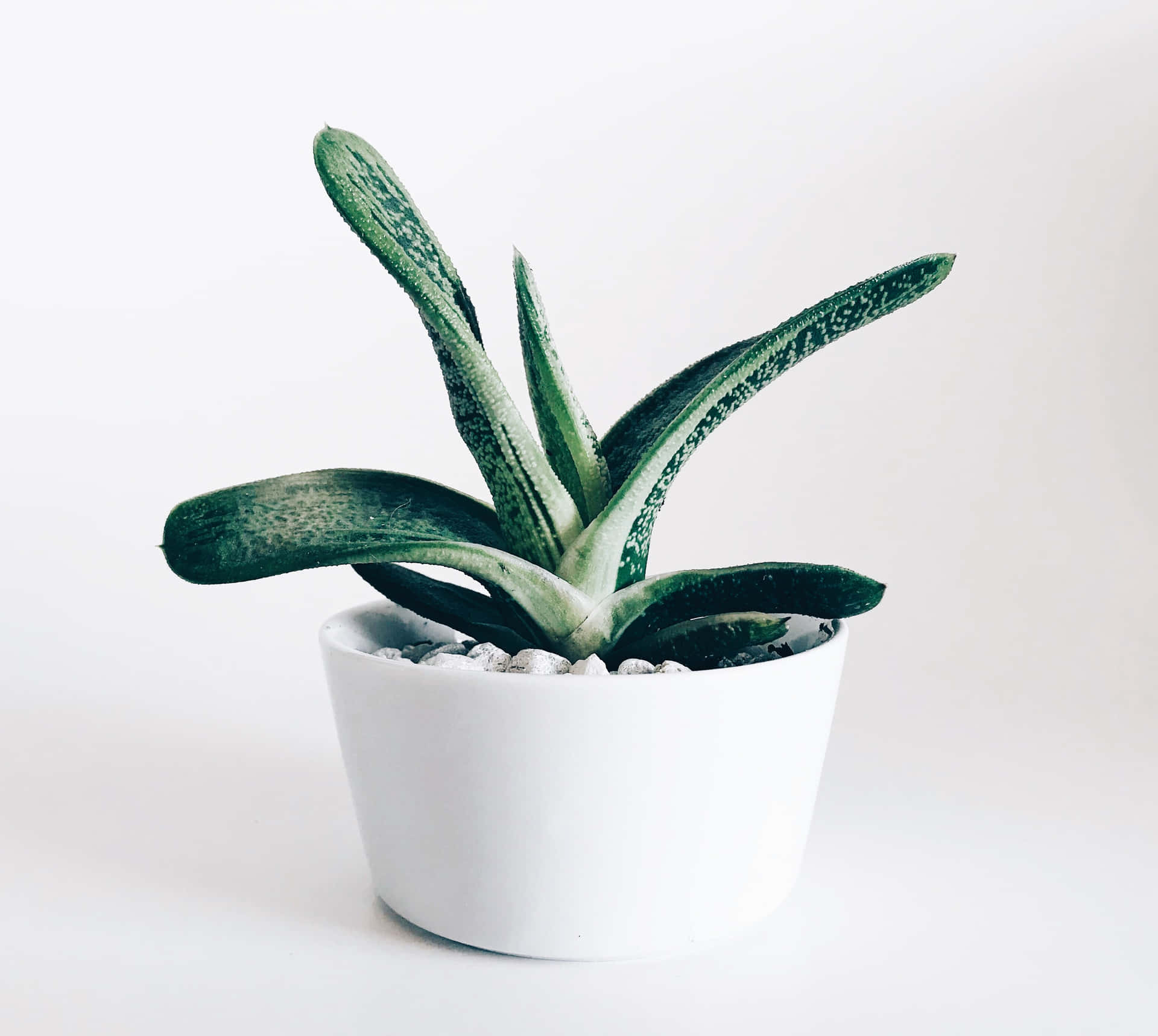 Caption: Adorable Succulent Plant In A White Pot Background