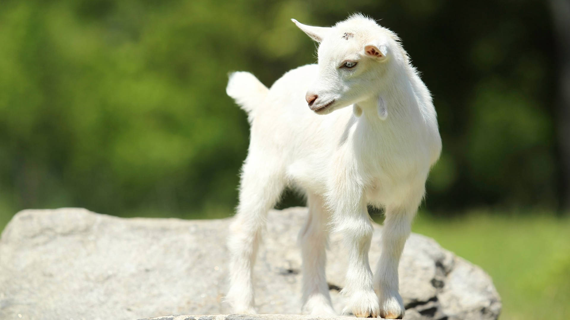 Caption: Adorable White Baby Goat Resting On A Large Grey Rock Background