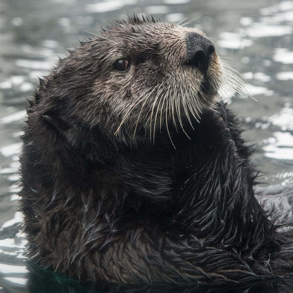 Caption: An Adorable Sea Otter Floating Peacefully In The Blue Ocean. Background