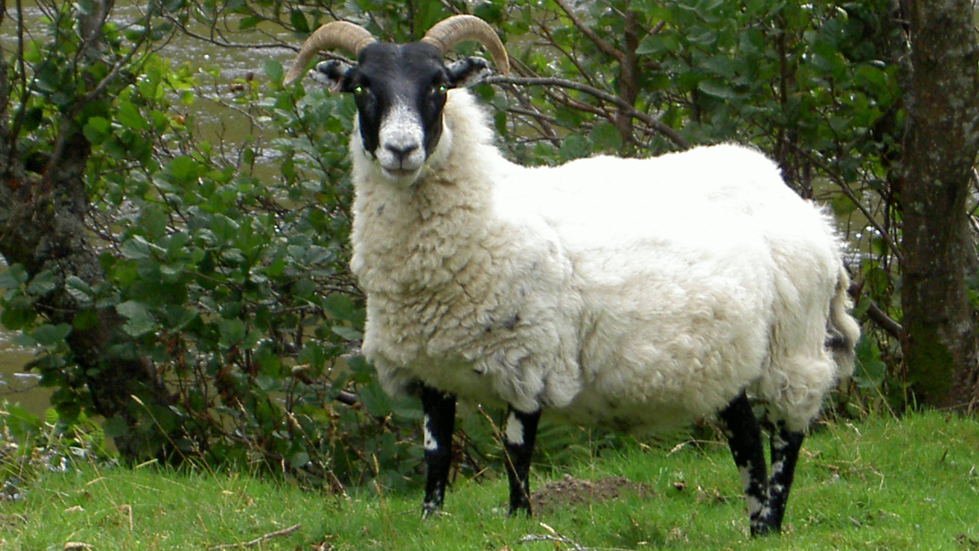 Caption: An Elegant Black-headed White Goat In High Resolution Background