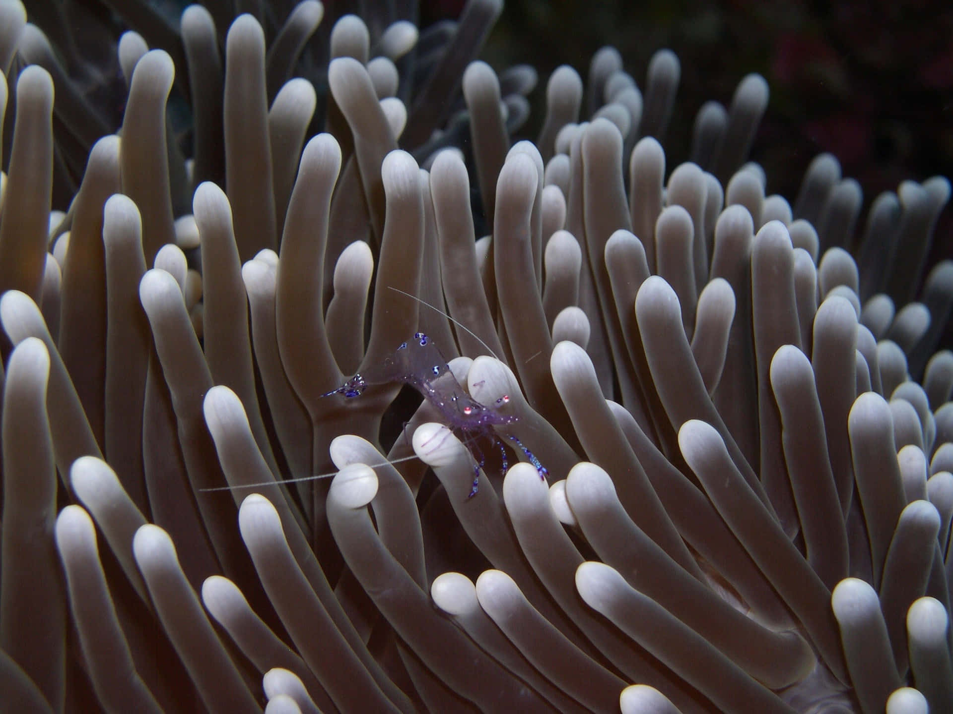 Caption: An Exotic Paradise Called Sulawesi, Indonesia Background