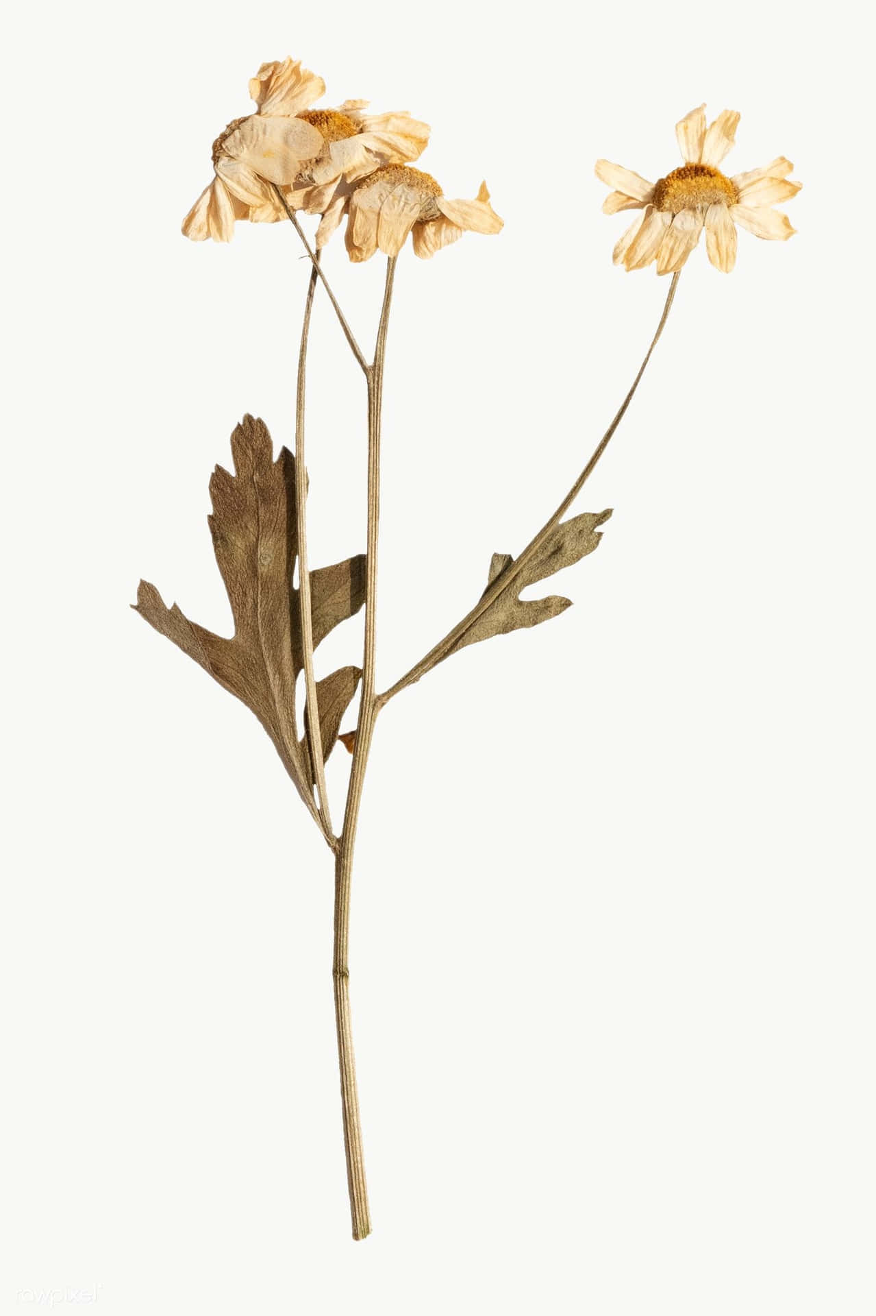 Caption: Assorted Dried Flowers In A Vase
