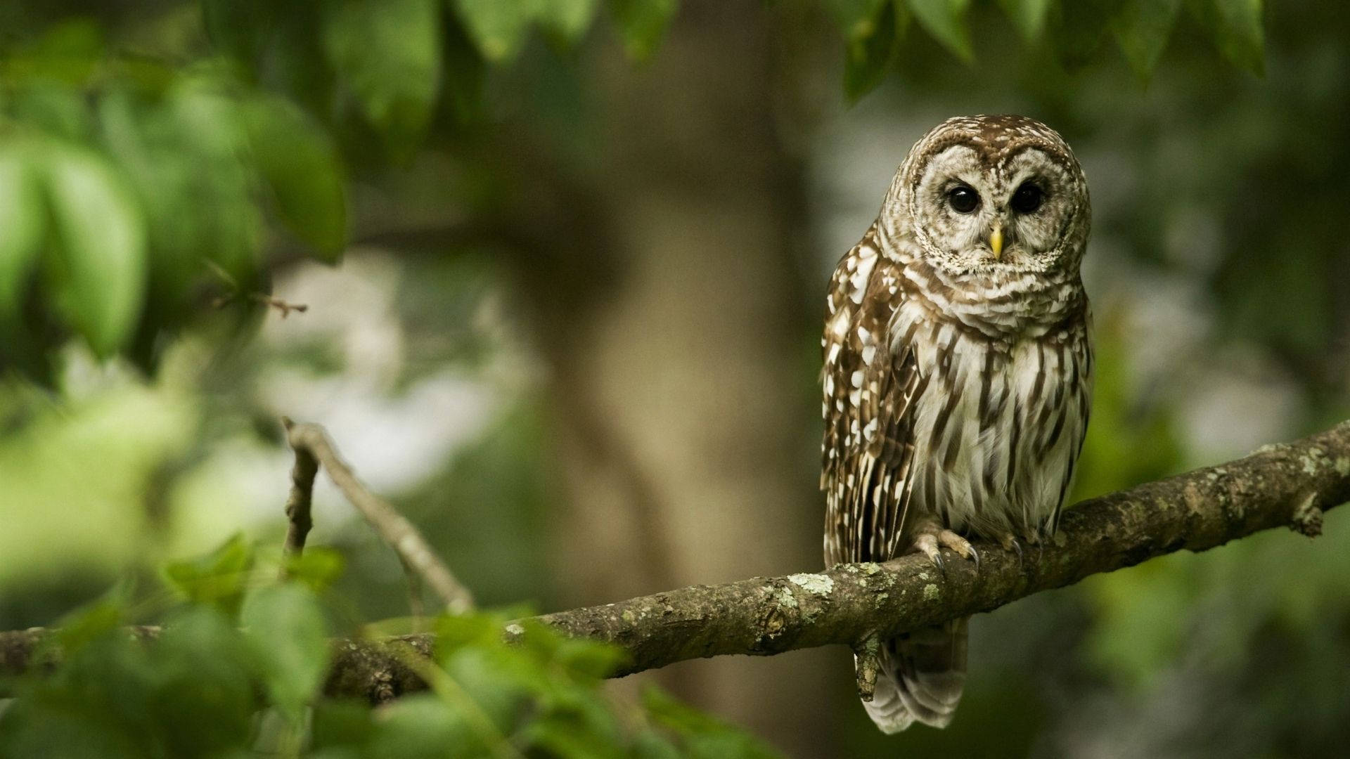 Caption: Baby Owl Perched On Tree Branch Background