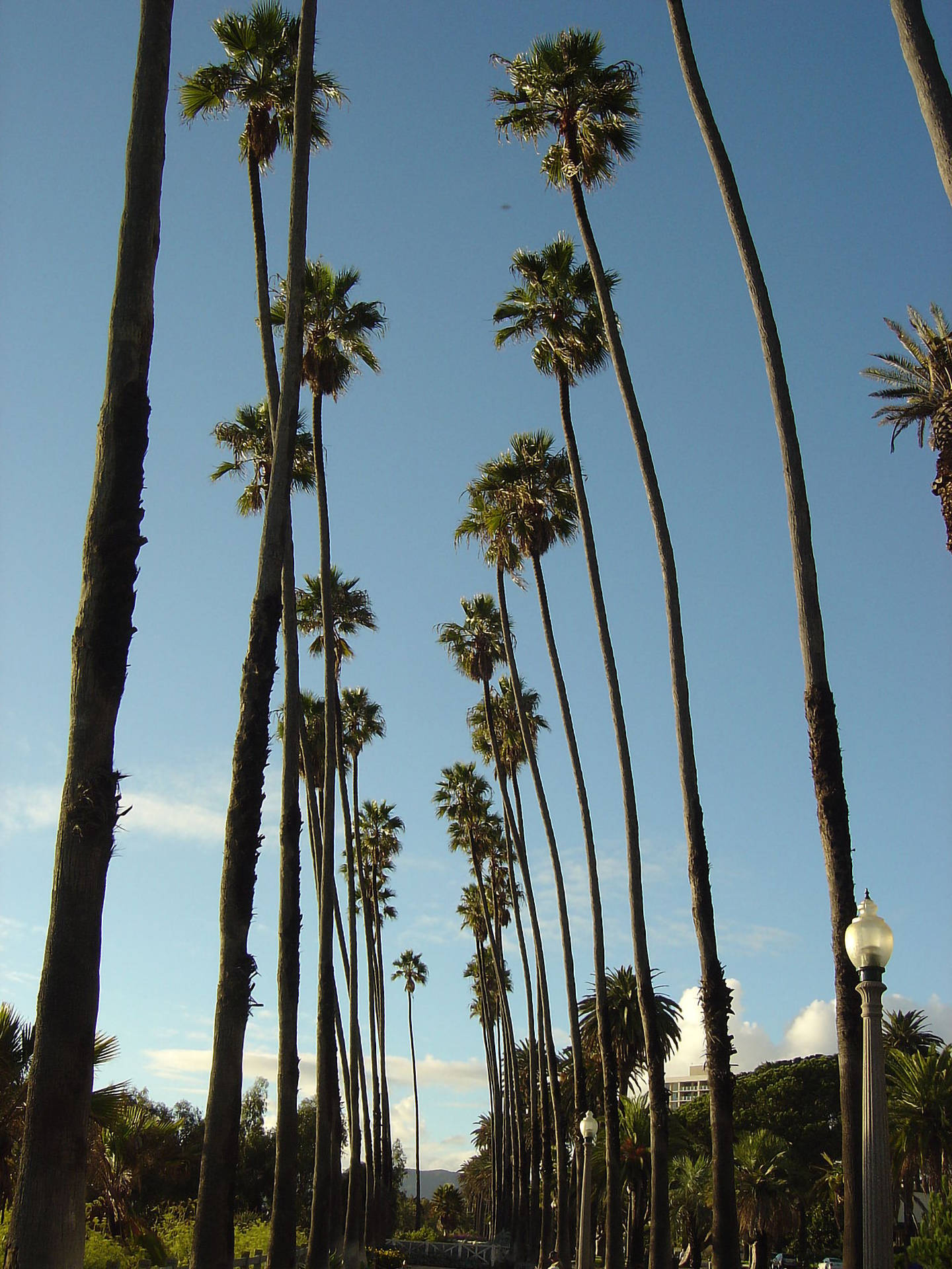 Caption: Basking In The Sunlight: Santa Monica's Signature Palm Trees Background