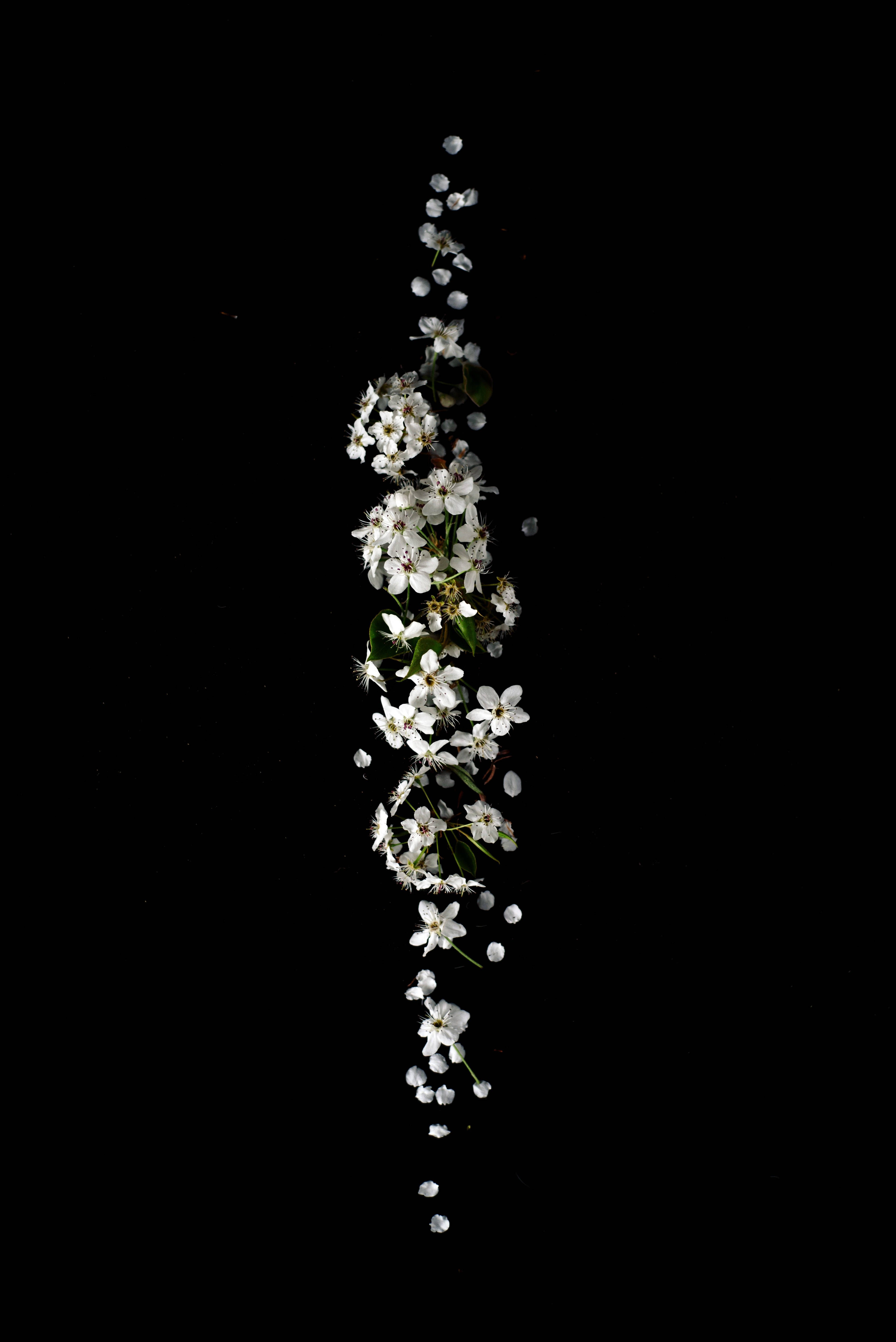 Caption: Beautiful Cluster Of White Flowers With Dot Notch Detail